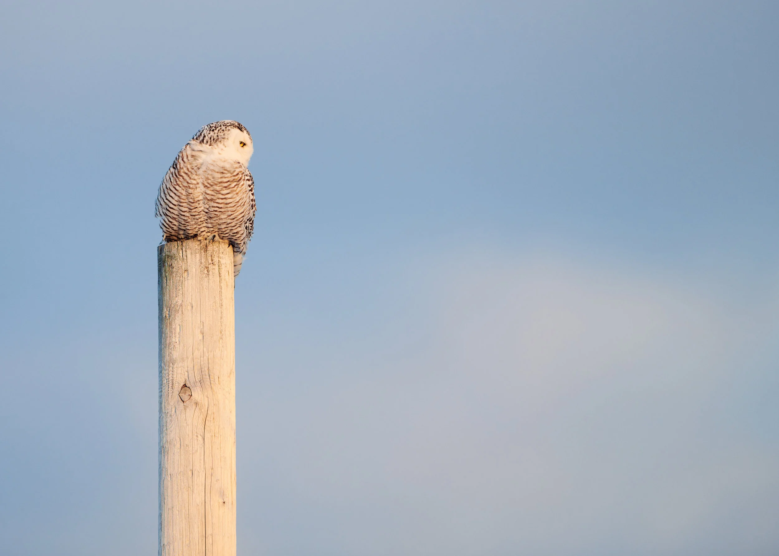 DSC_4489_1.jpg