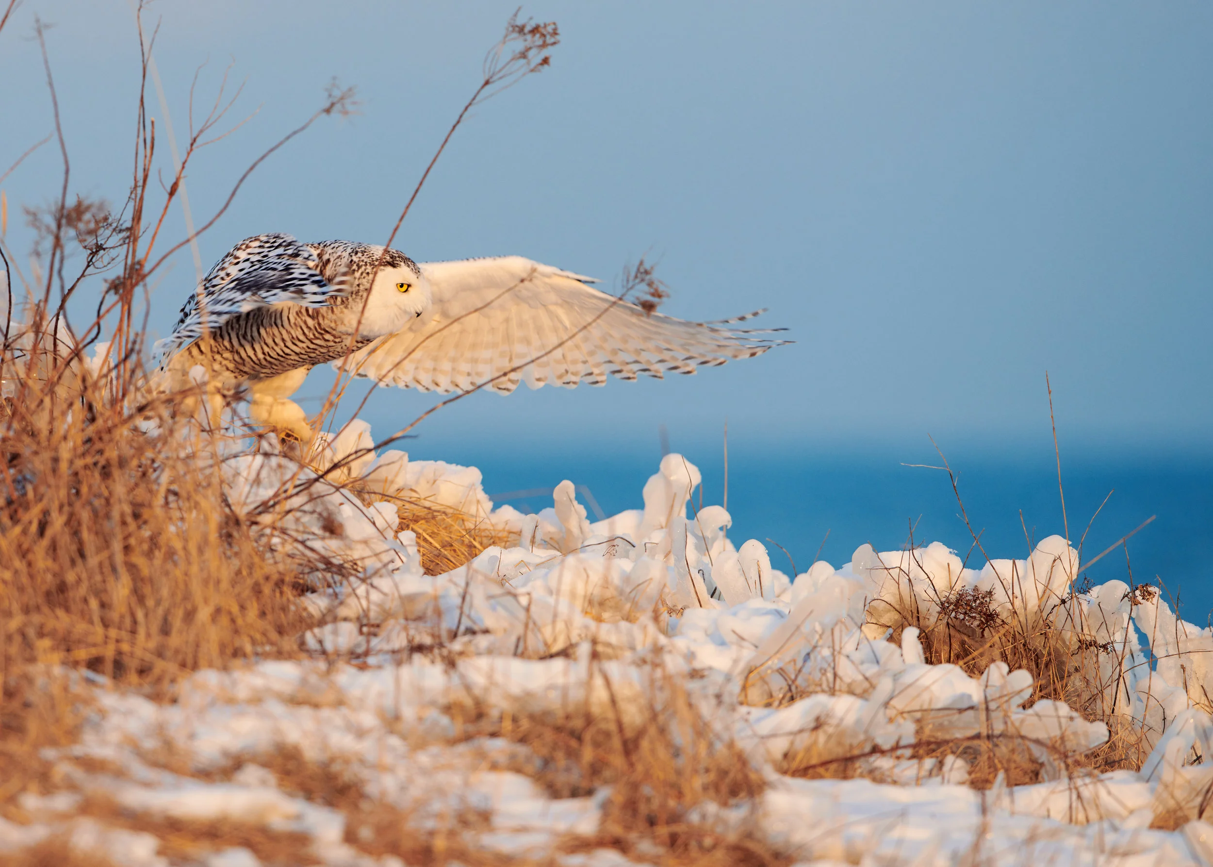 DSC_4517_1.jpg