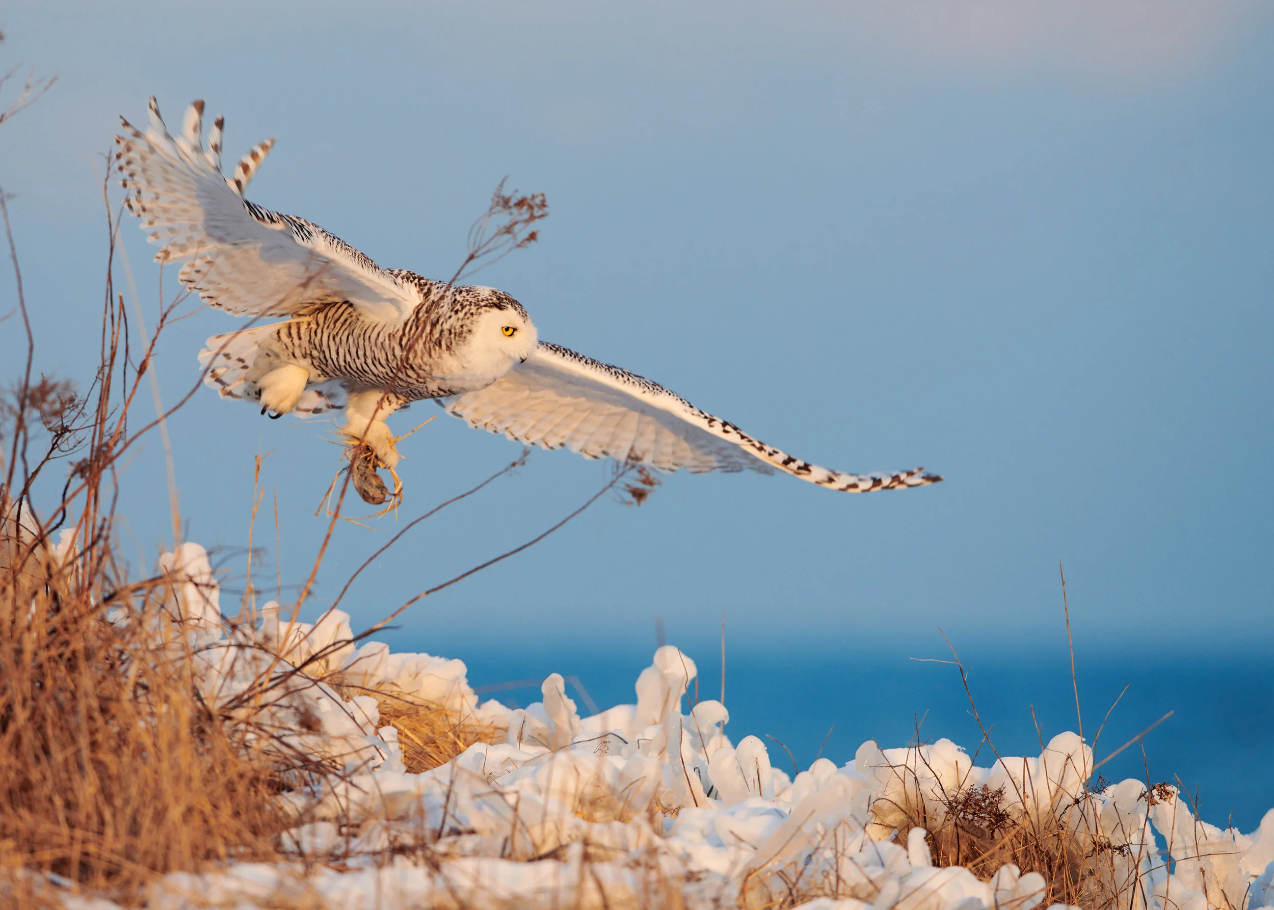 DSC_4519_2.jpg