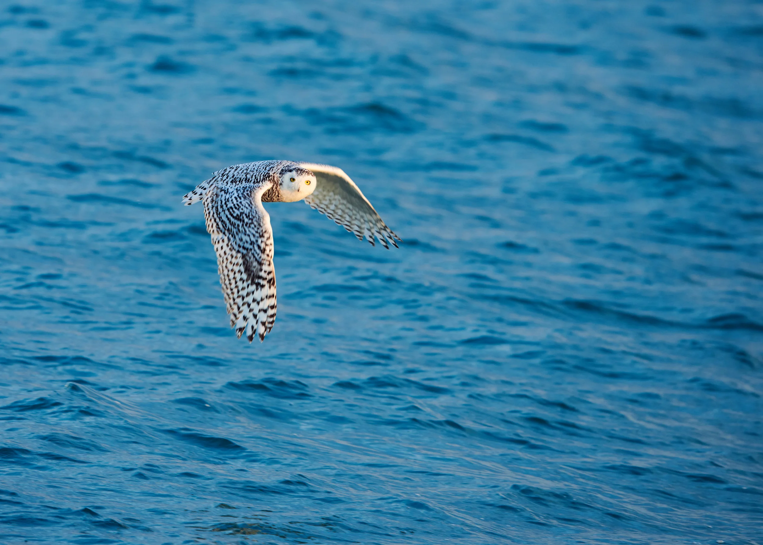 DSC_4538_1.jpg