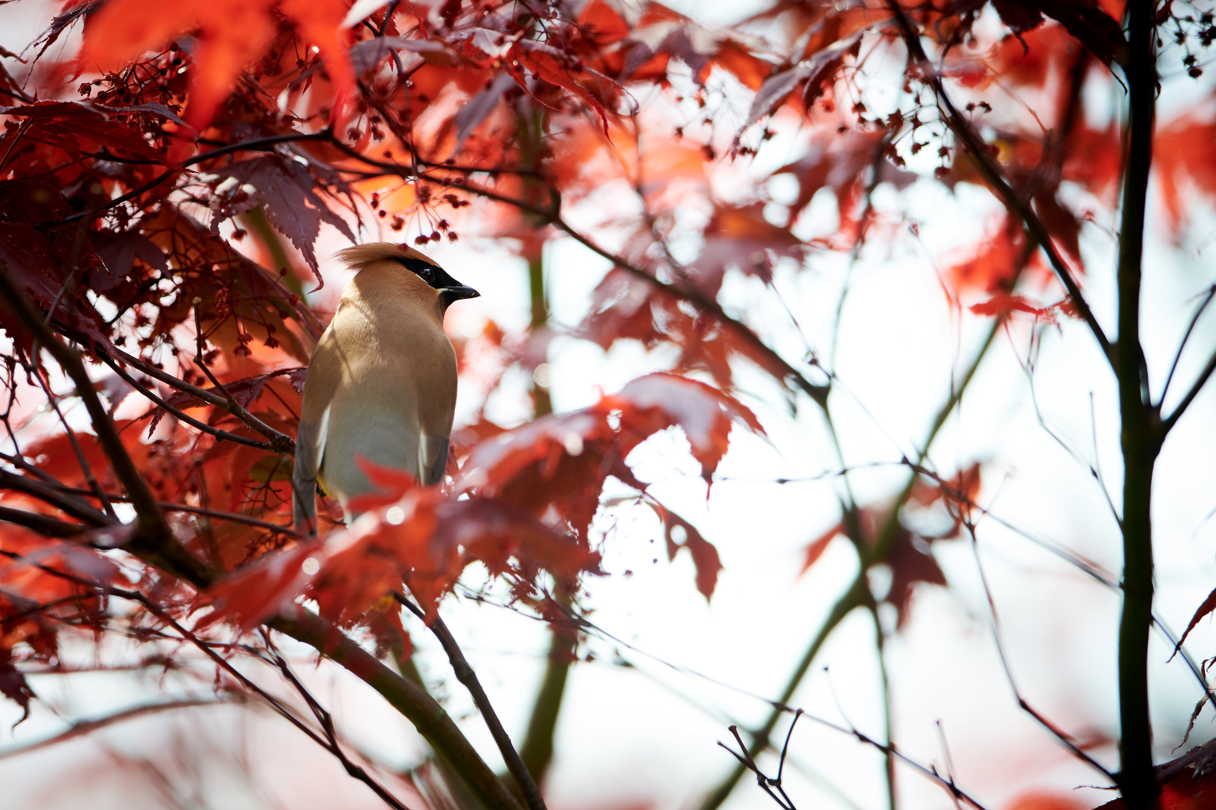 DSC_3950.jpg