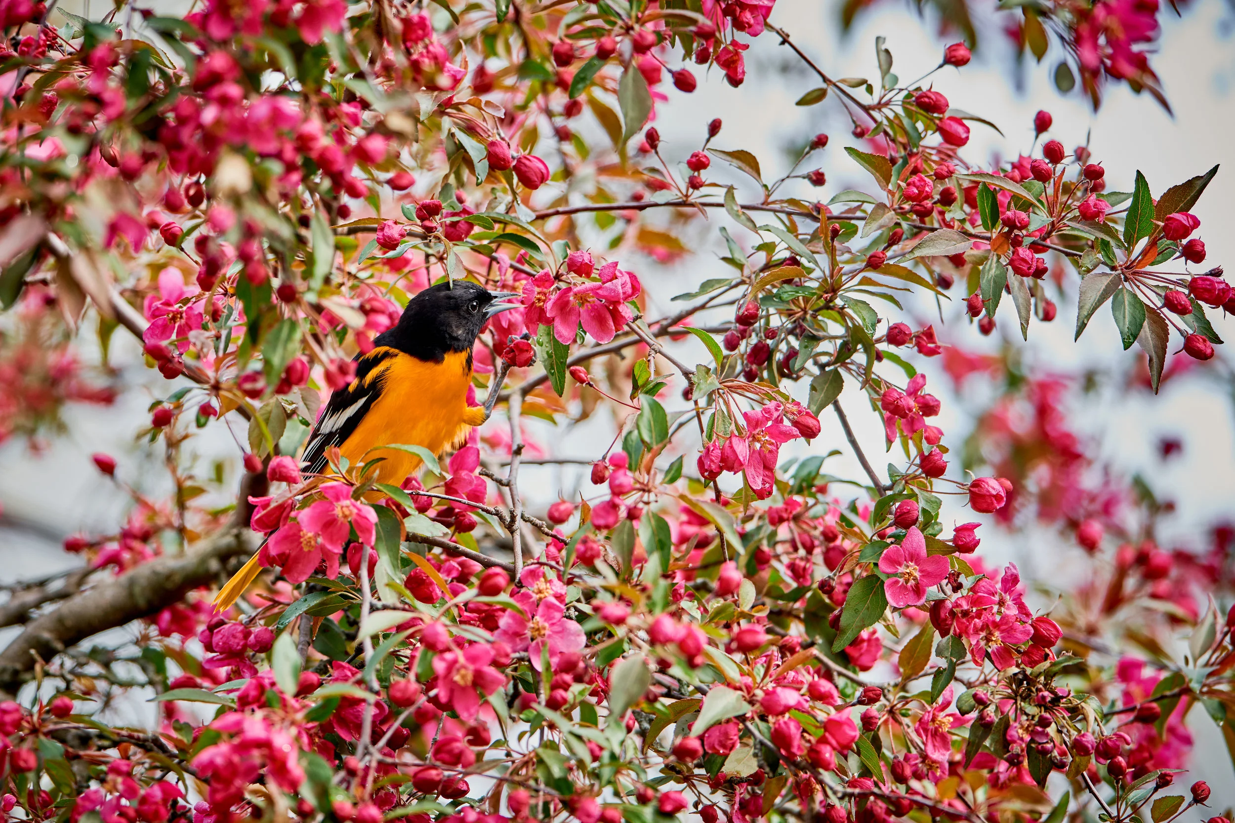 DSC_4018_1.jpg