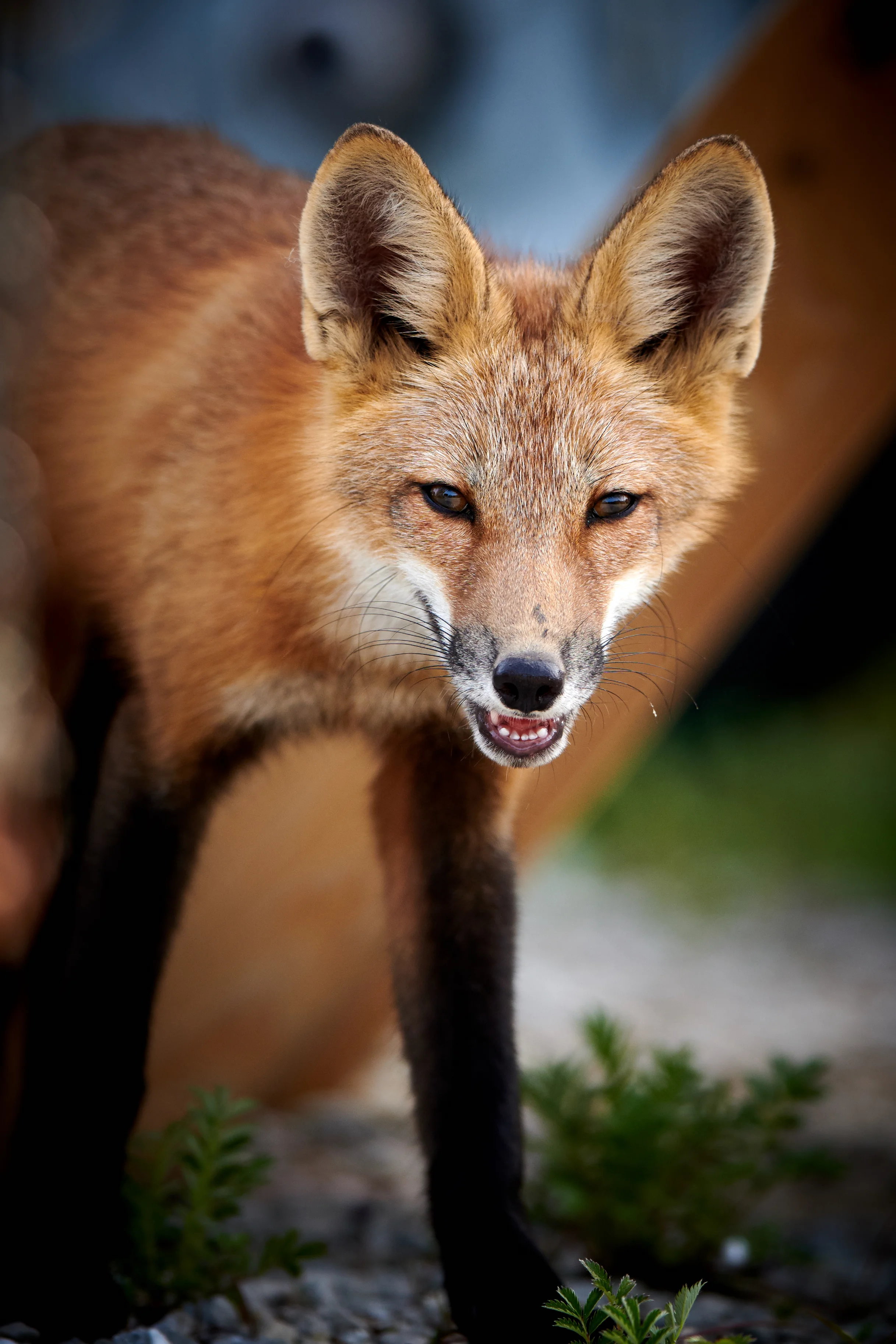 DSC_7537.jpg