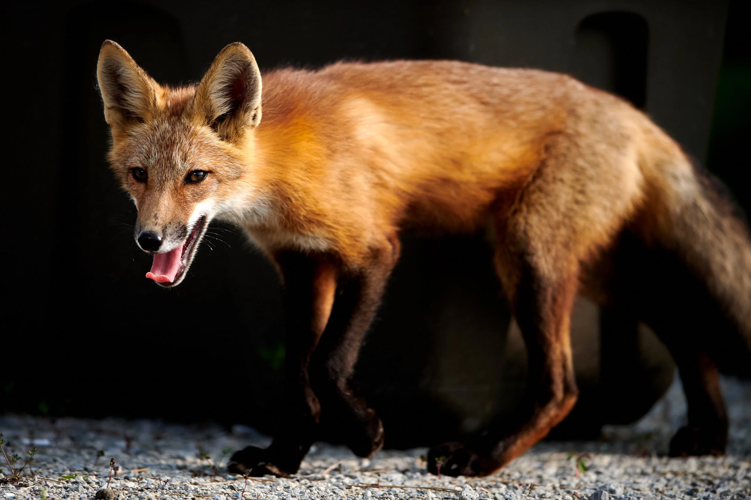 These cute red fox in Humber Bay park were a great find for me…Friendly and curious. Unfortunately their mother was hit by a car recently.