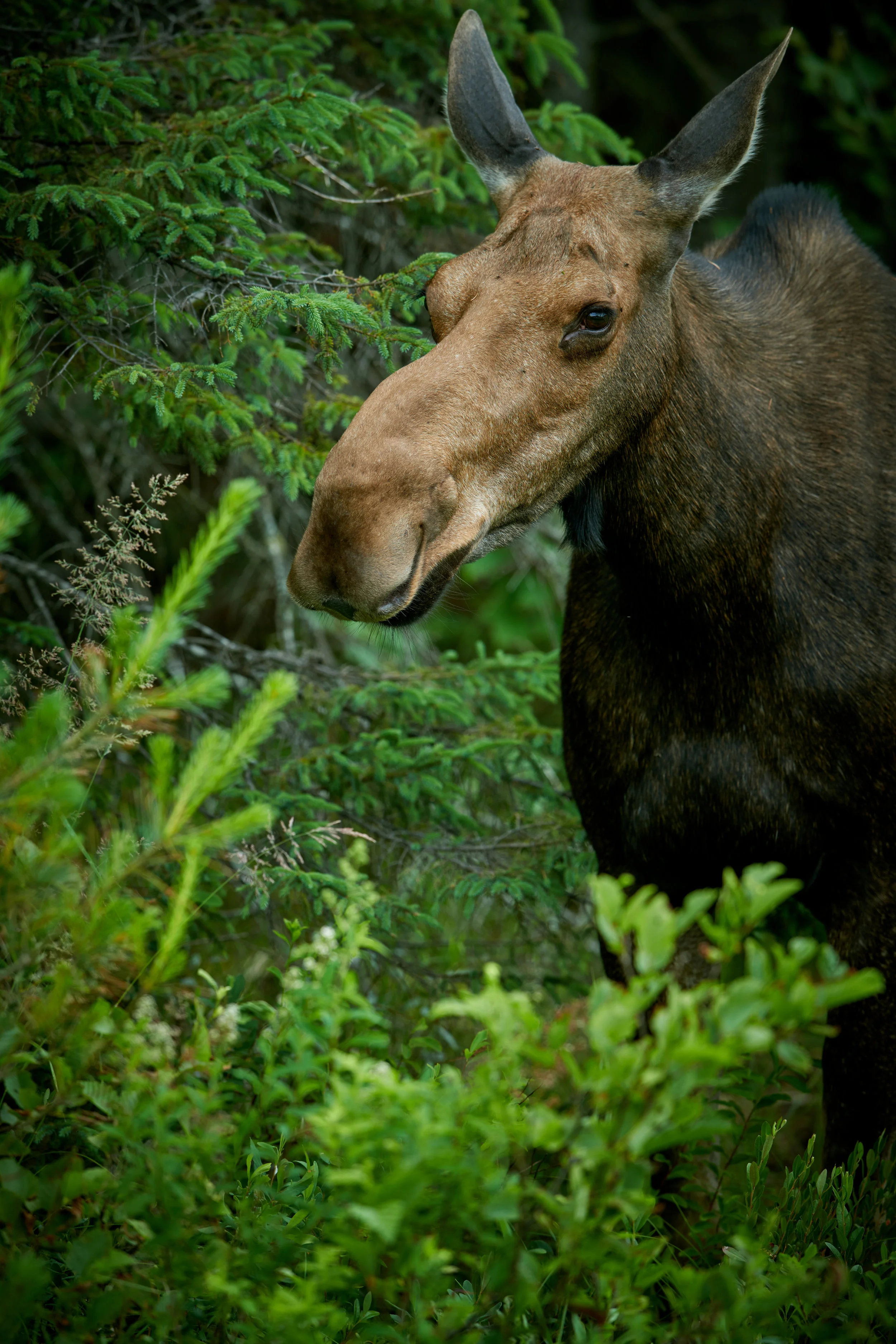 DSC_9169_1.jpg