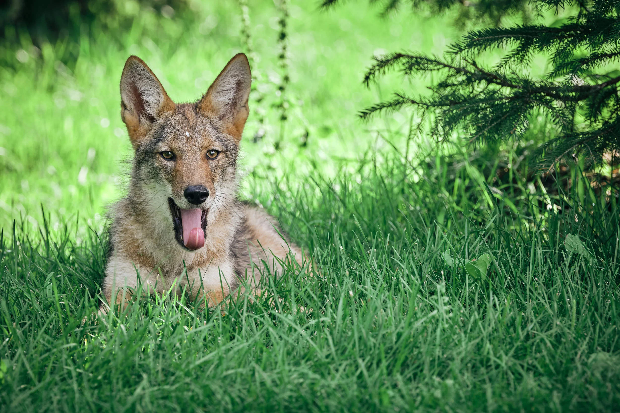 Coyote pup at Lambton has it made in the shade…