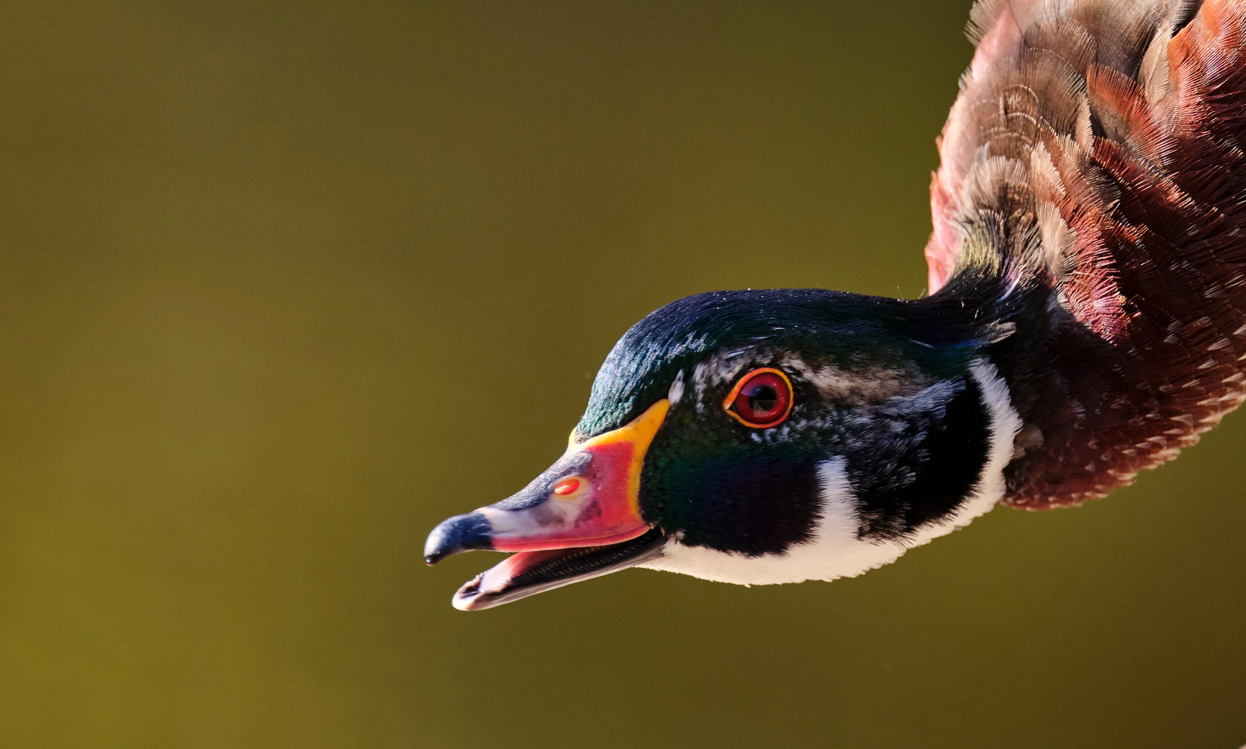Happy male Wood Duck at High Park in the south east duck pond