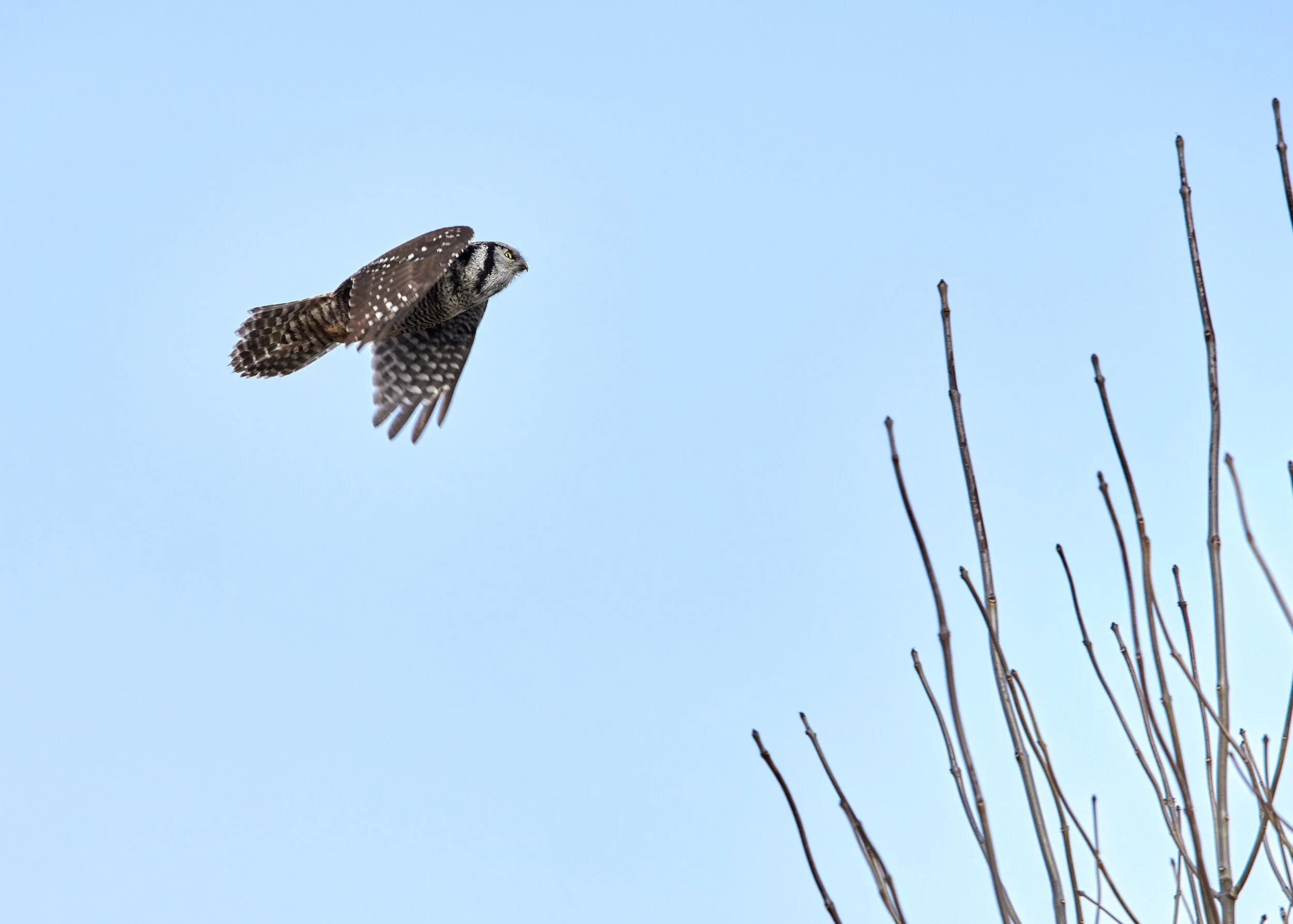 DSC_4469_1.jpg
