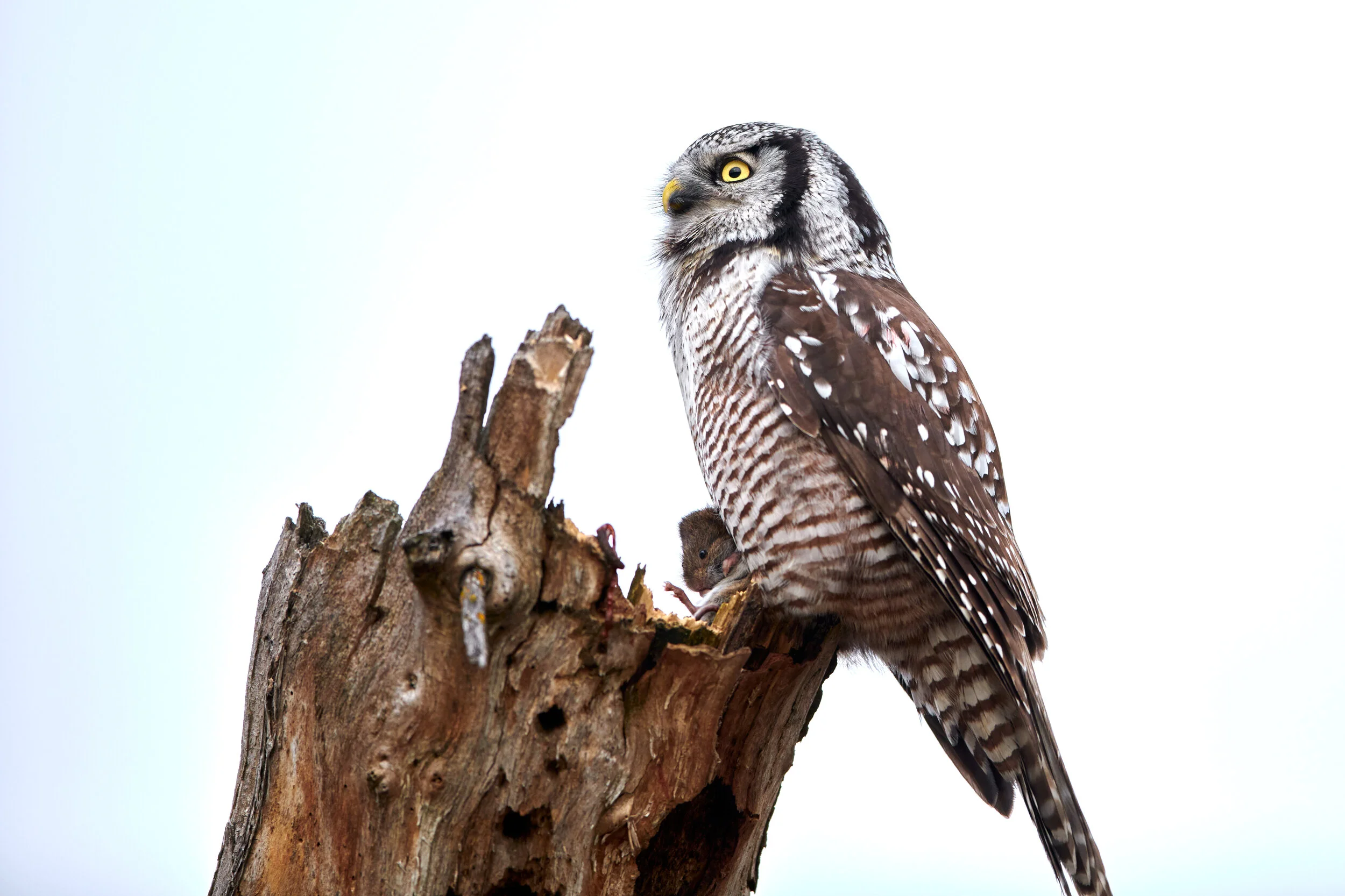 DSC_5067.jpg
