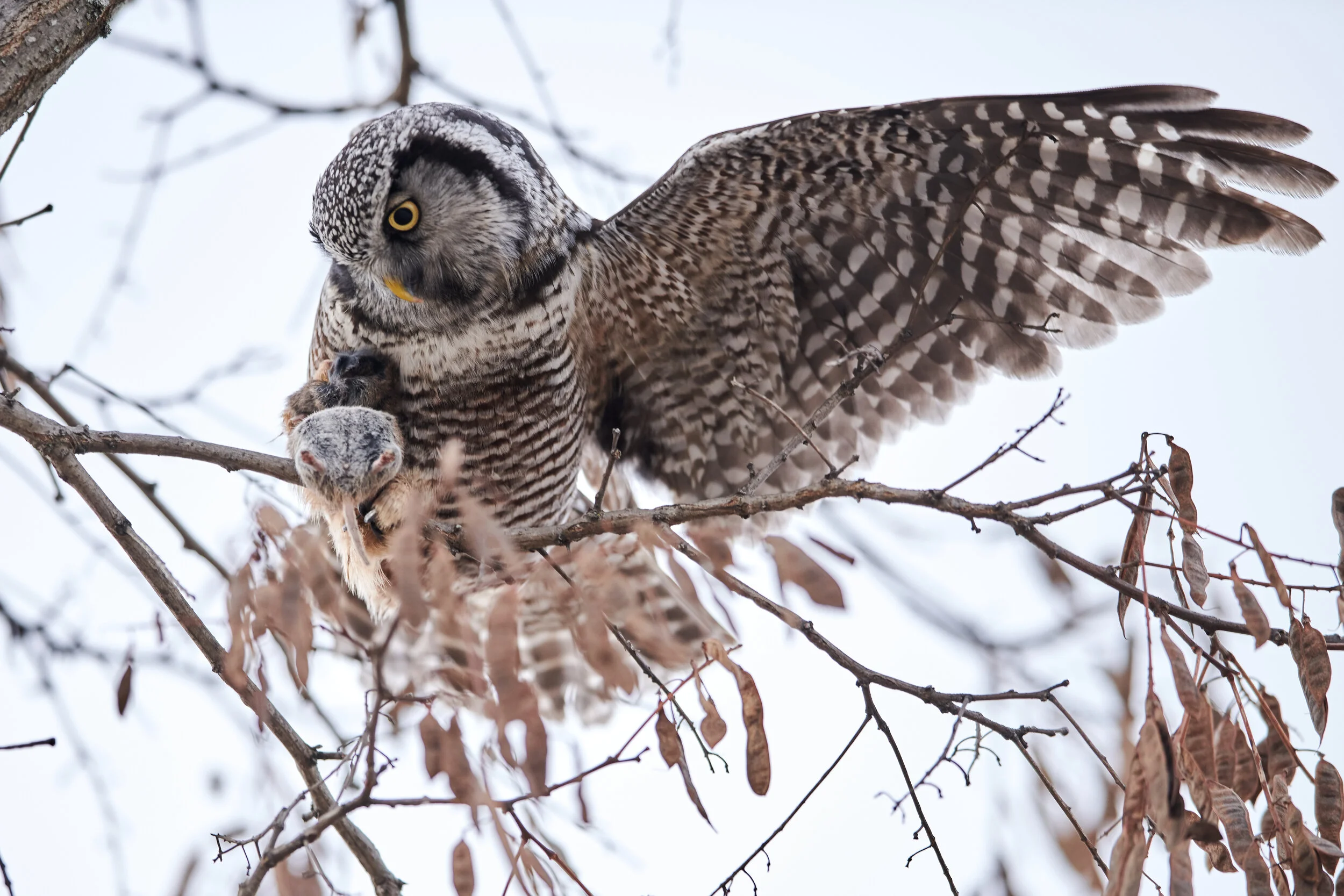 DSC_5210_1.jpg