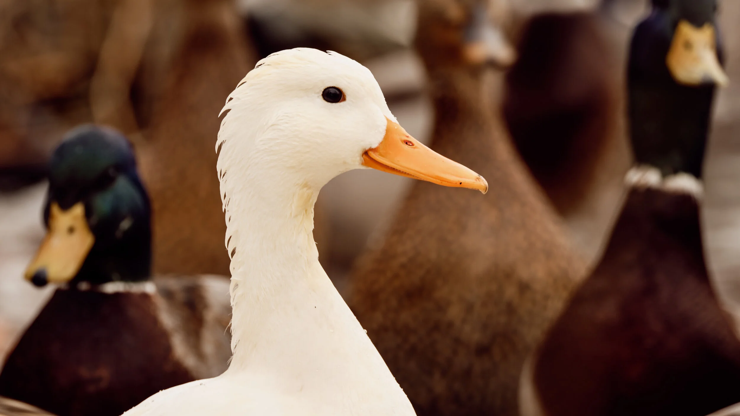  Another rare find in Humber Bay park…This happy white mallards smile was very contagious :) 