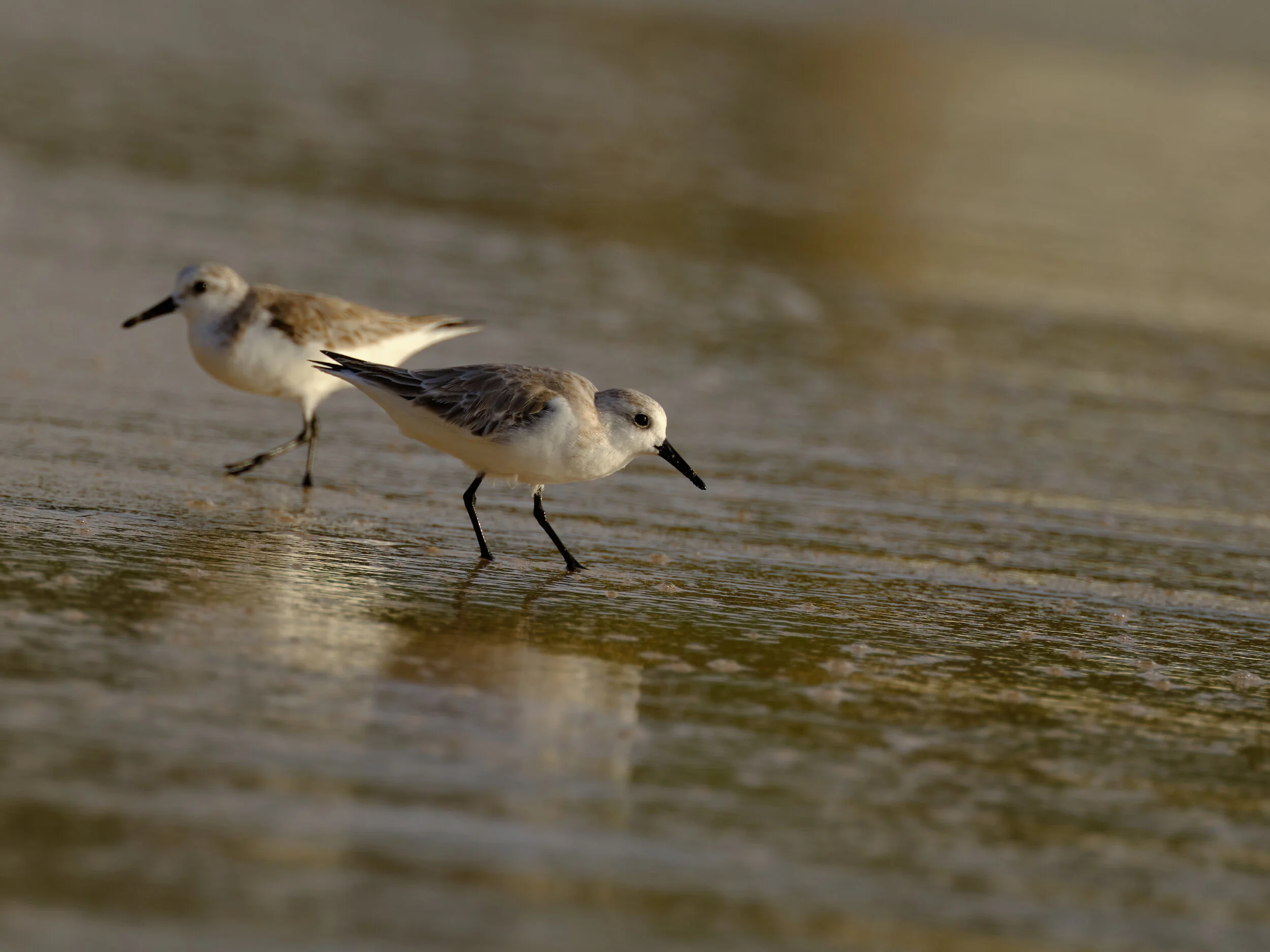  Buff-breasted sandpipers busy feeding on the beach 