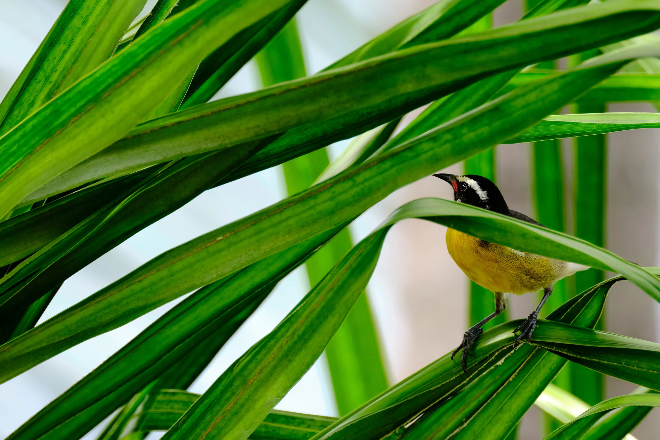  A cute  active tiny nectarivore the Bananaquit bird perched in the palms 