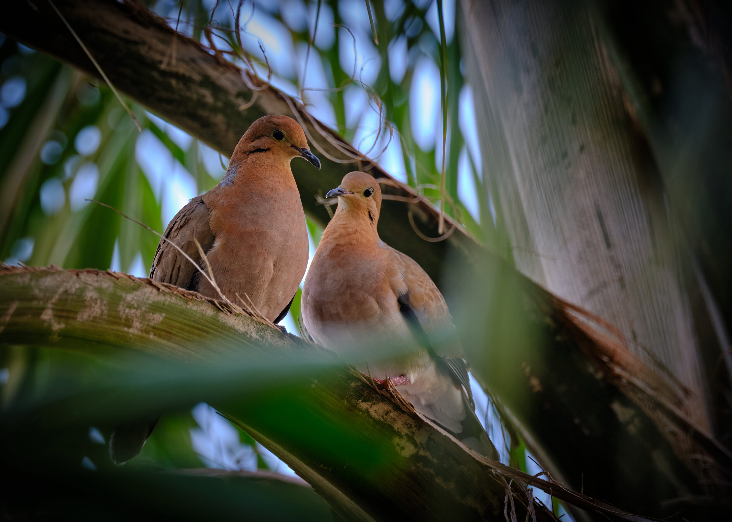  A beautiful pair of Eurasian collared doves nestled in the palms 
