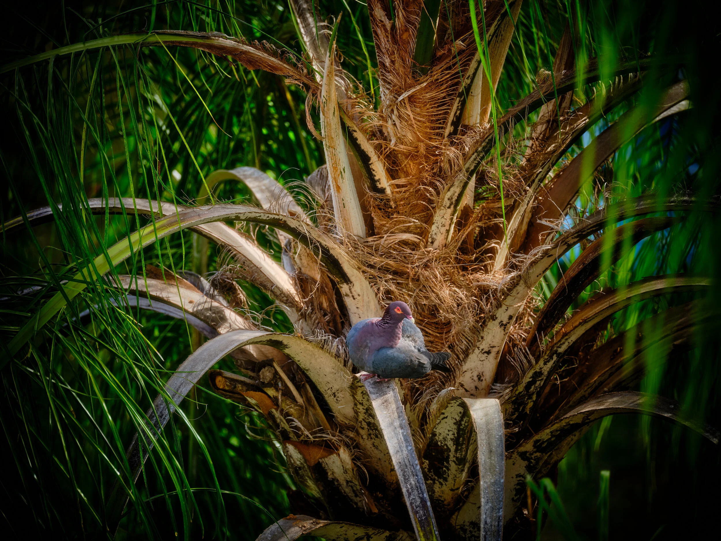  Colorful Scaly-naped pigeon 