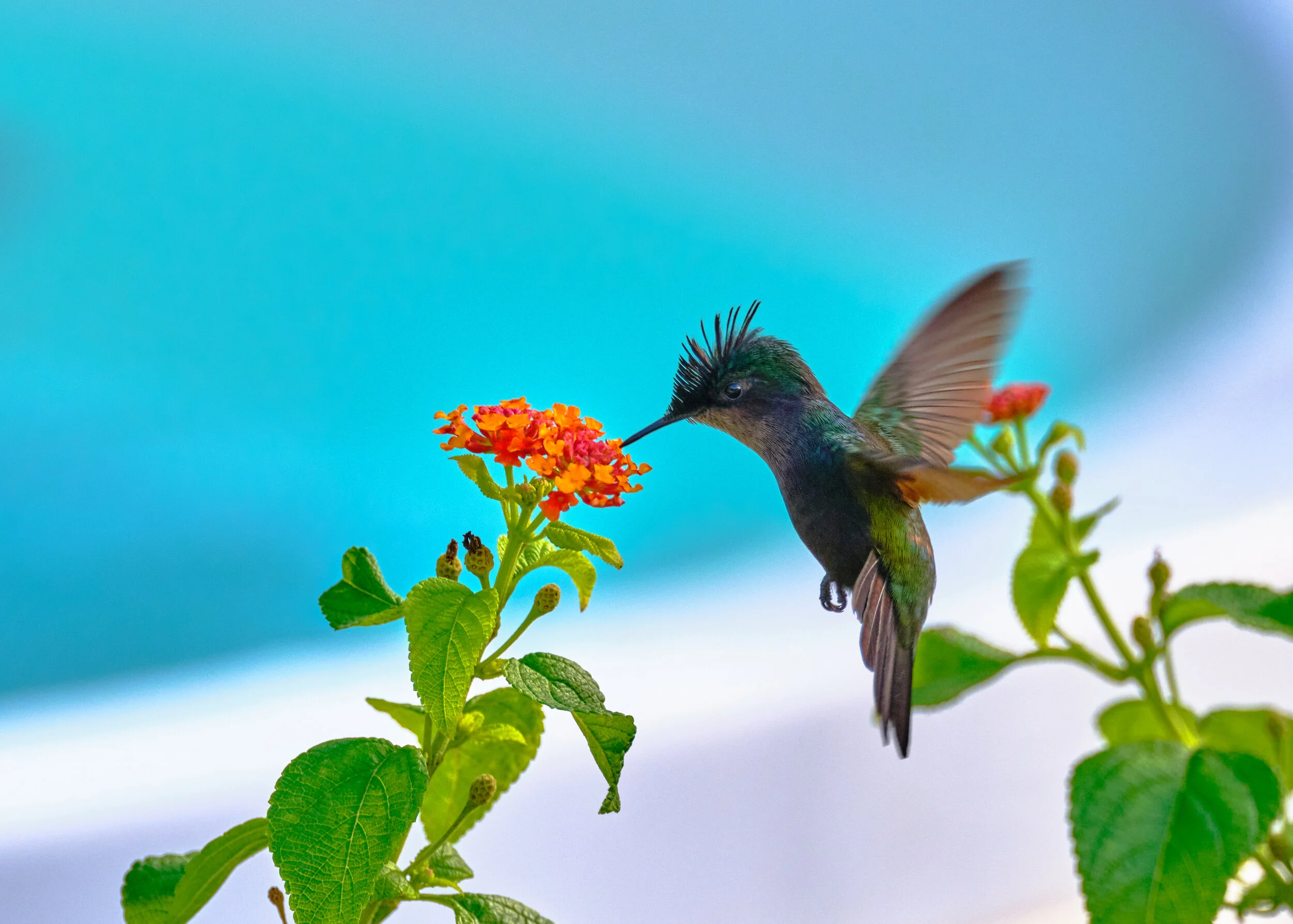  An amazing Antillean crested hummingbird entertaining us by the pool 