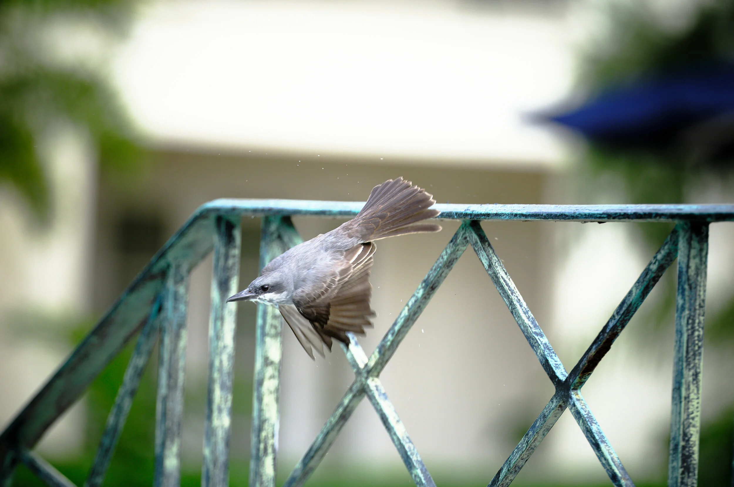 DSCF5054.jpg