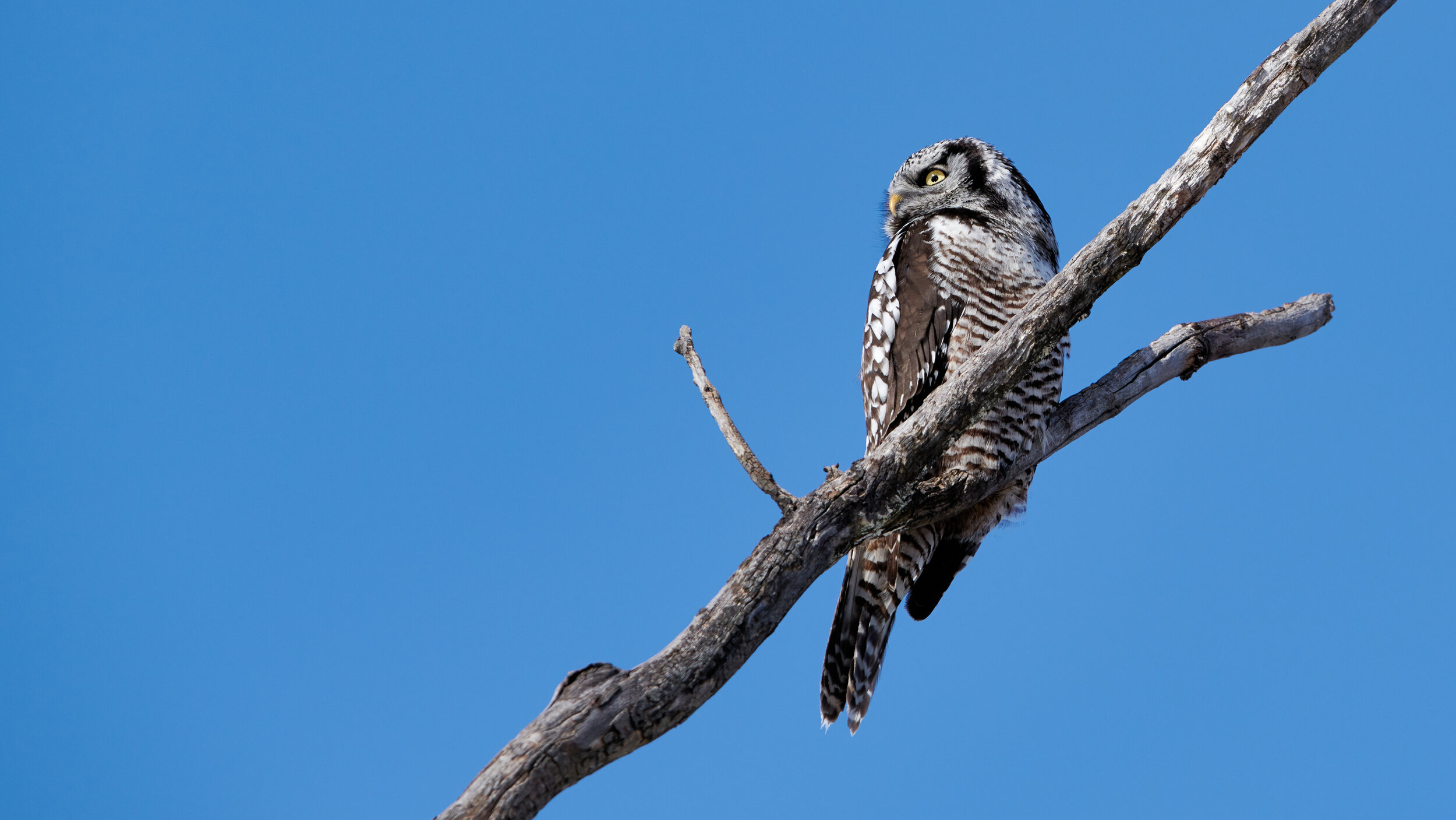DSC_2662_1.jpg