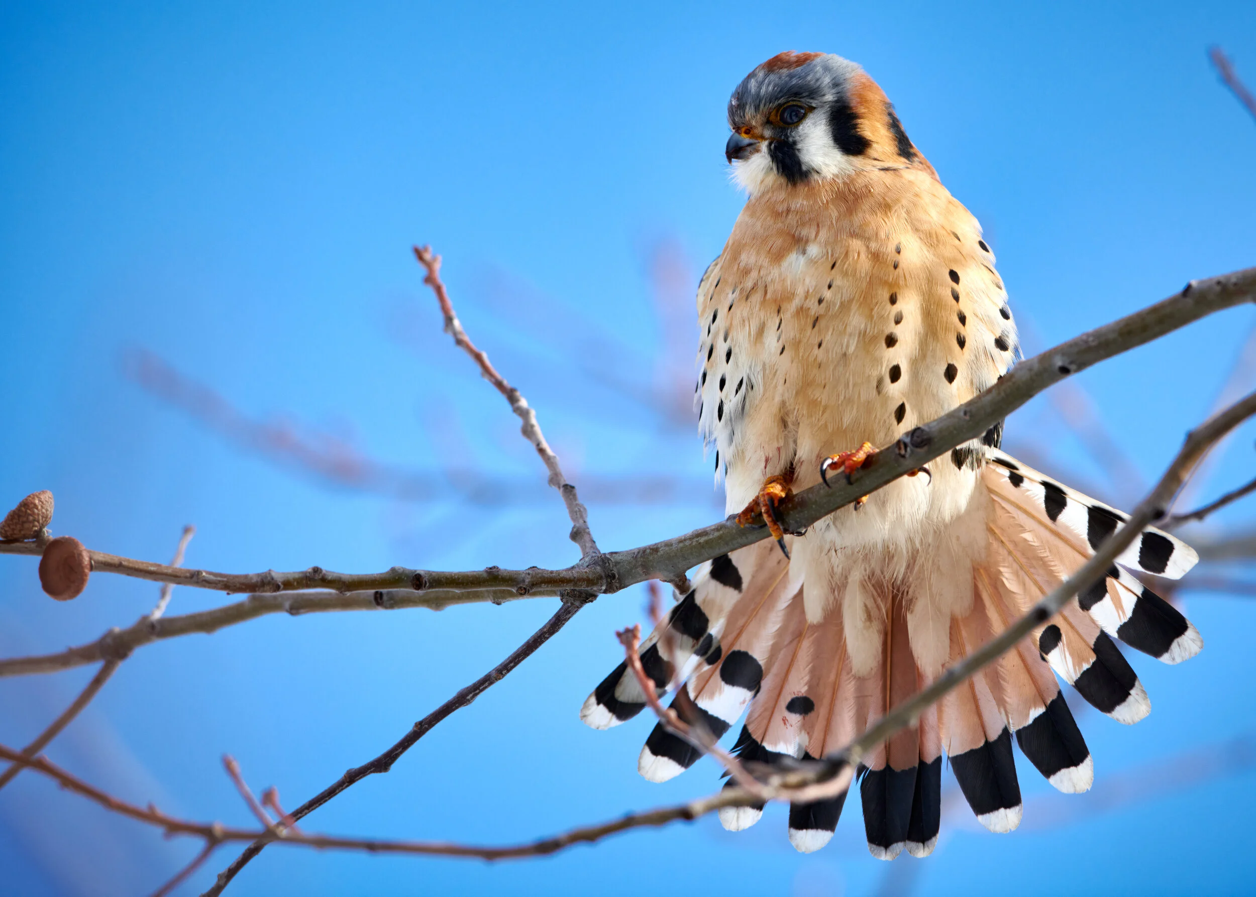  The smallest of the North American Falcons, the American Kestral is possibly the most beautiful :) North Toronto 