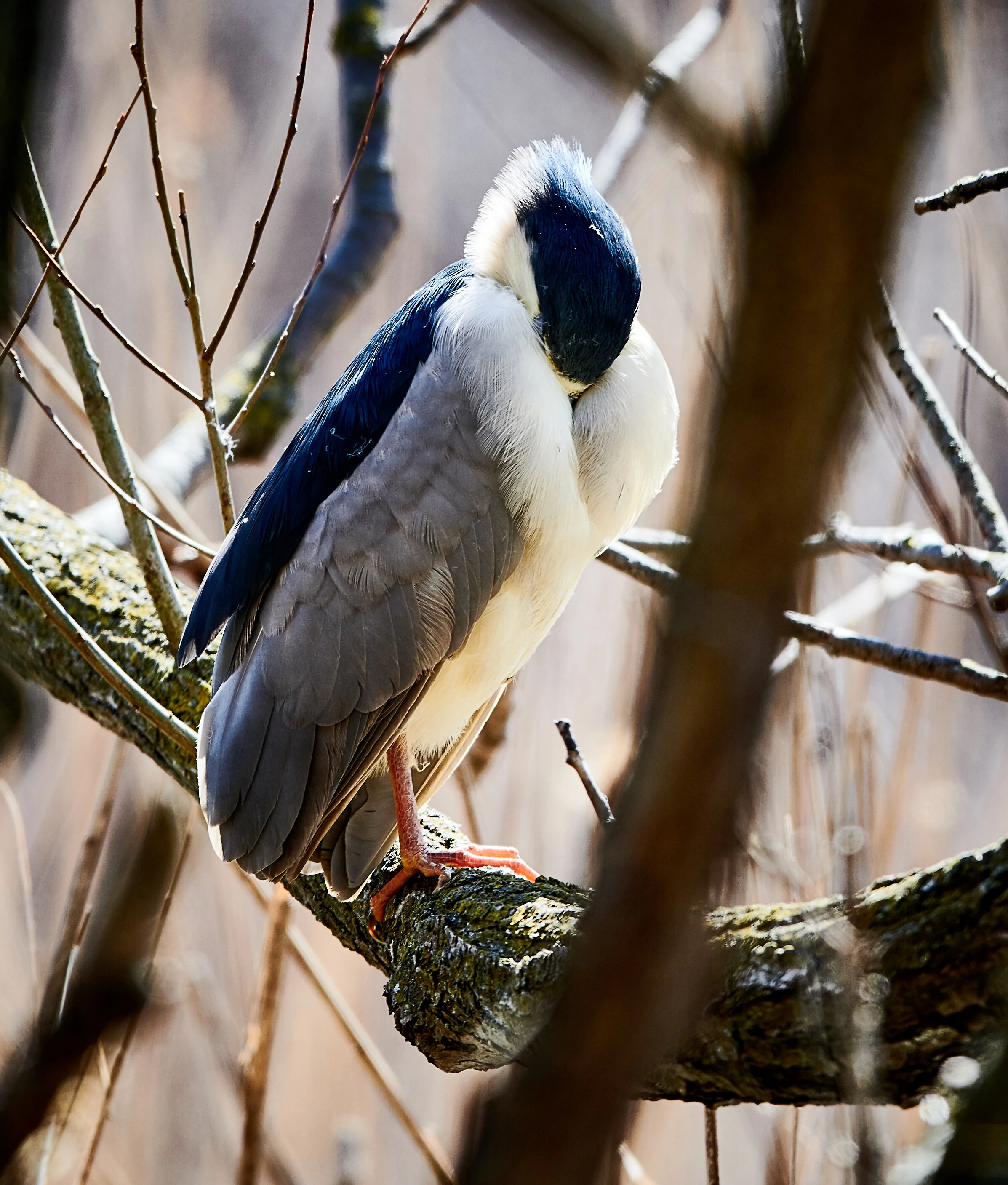 A sleeping Black Crowned Night Heron by the Marsh in Grenadier Pond