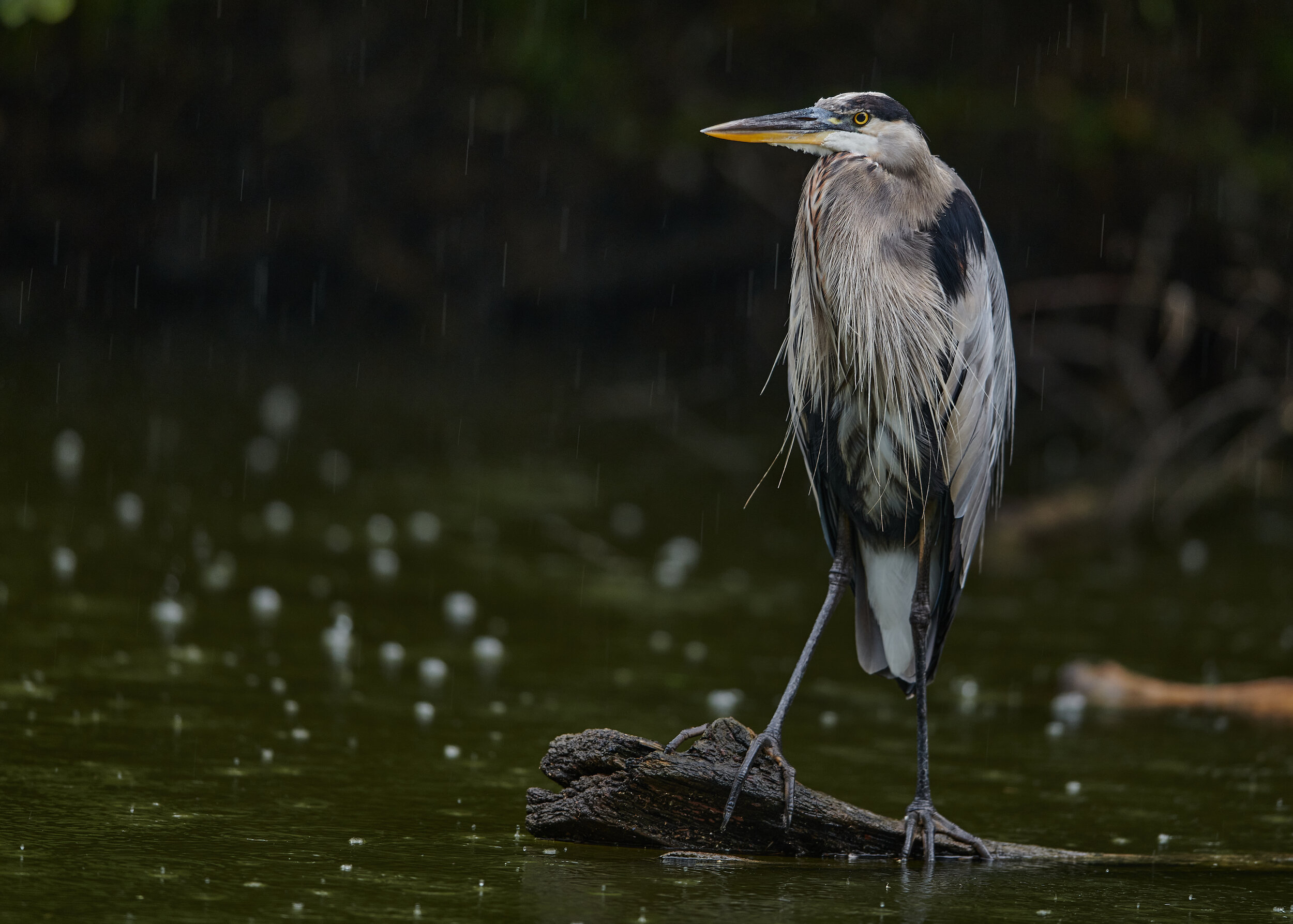 DSC_3649.jpg