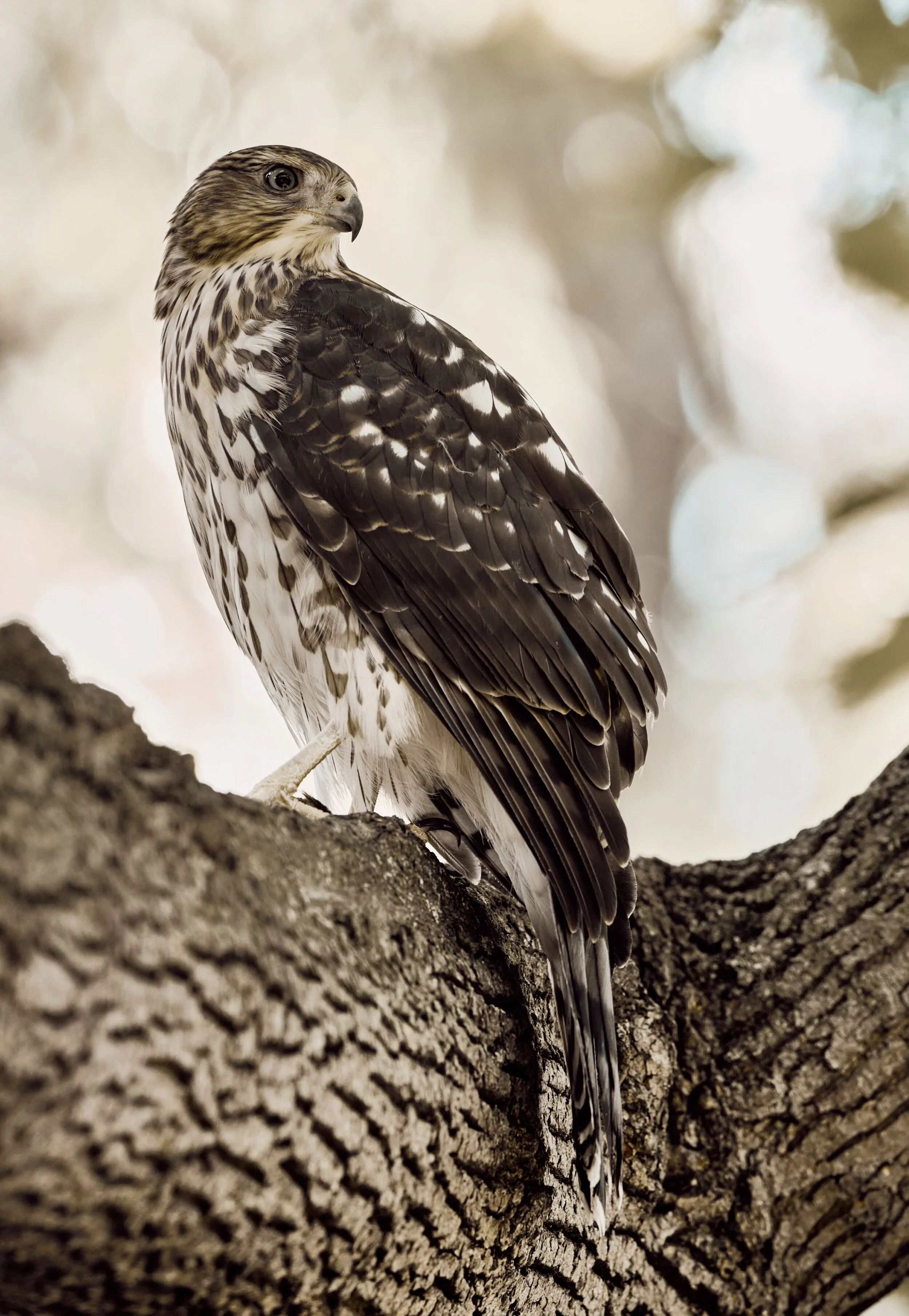 DSCF7439.jpg