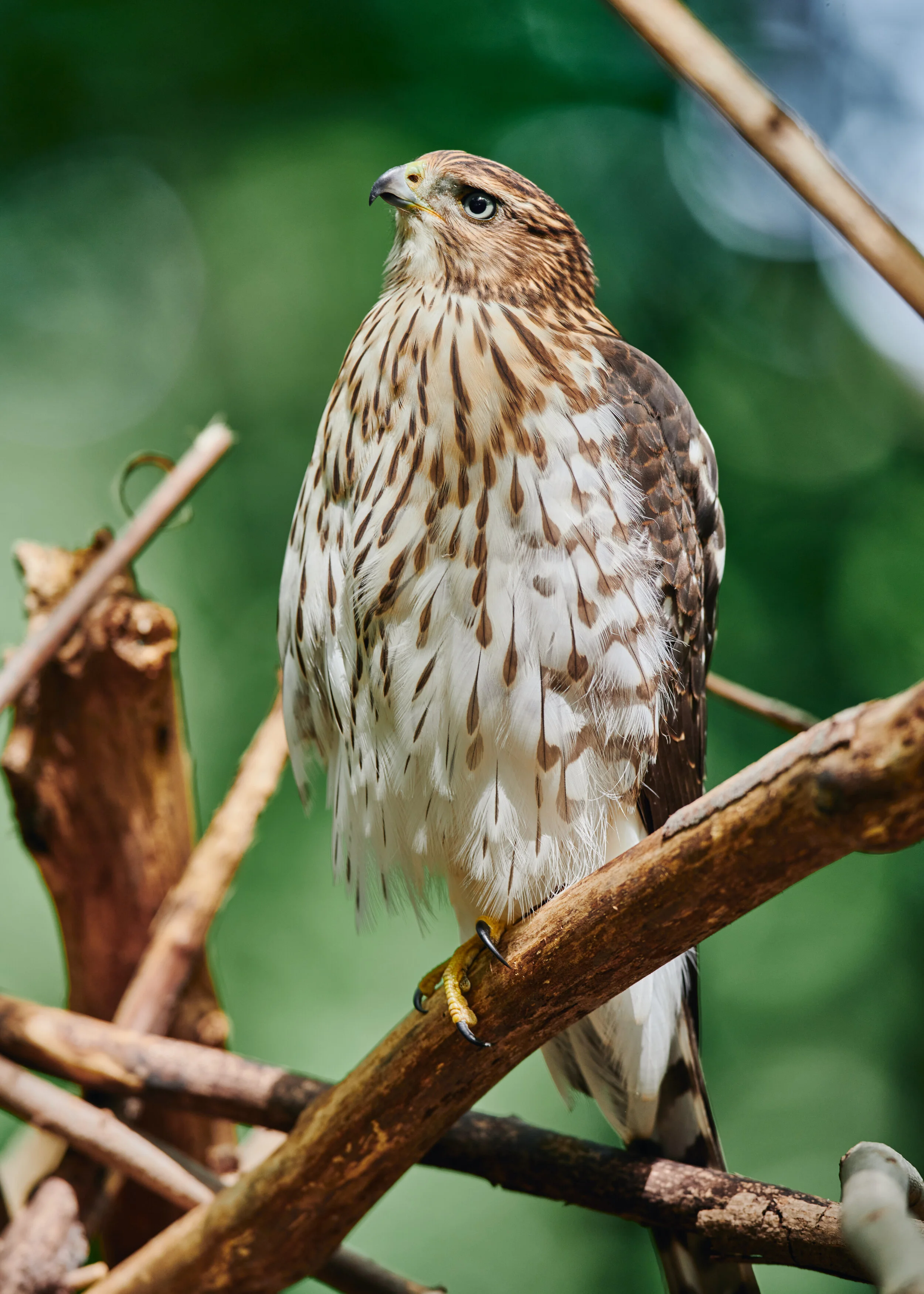 DSC_3218_1.jpg