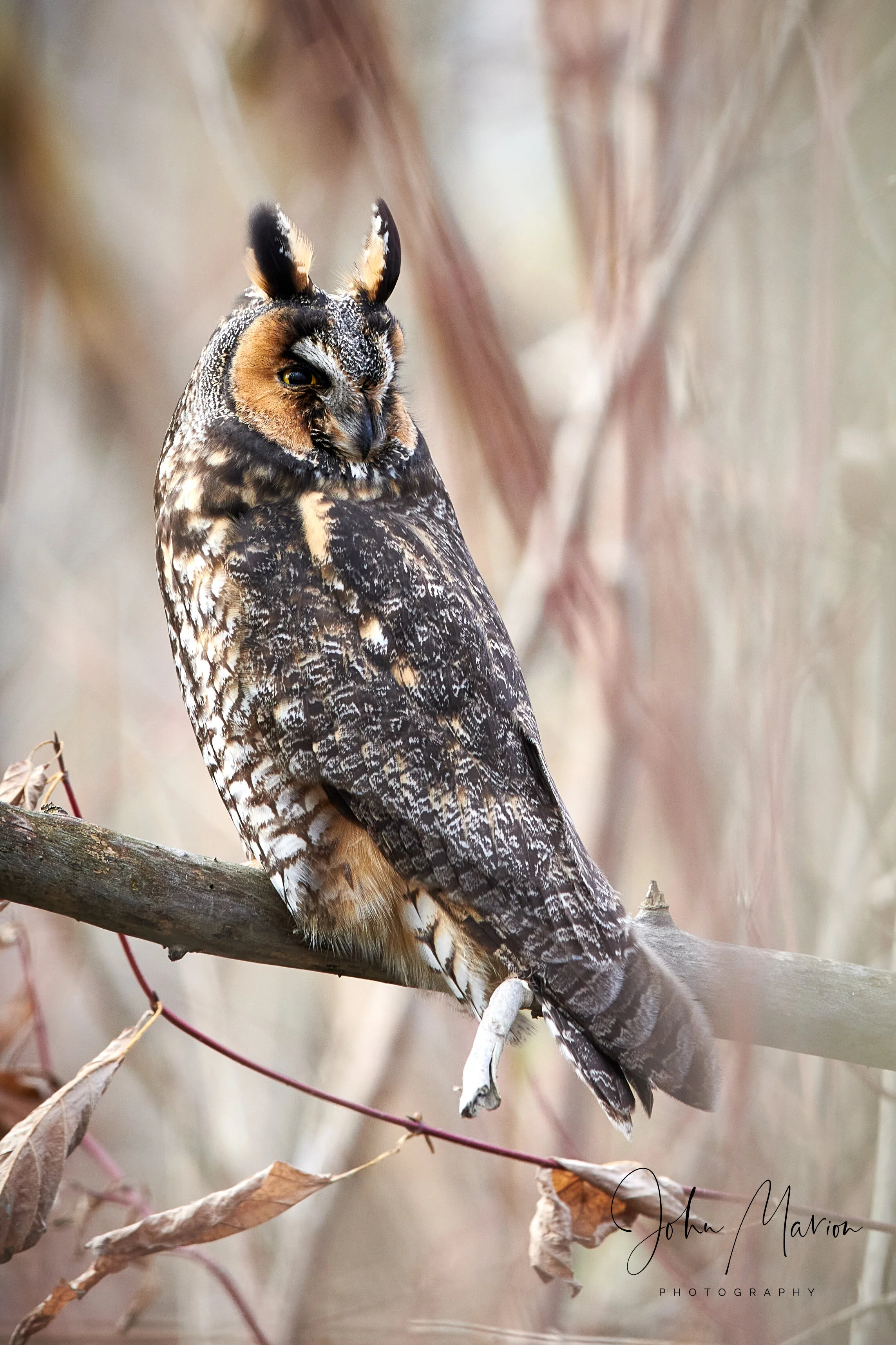 Another  beautiful Long Eared Owl perched in East Toronto