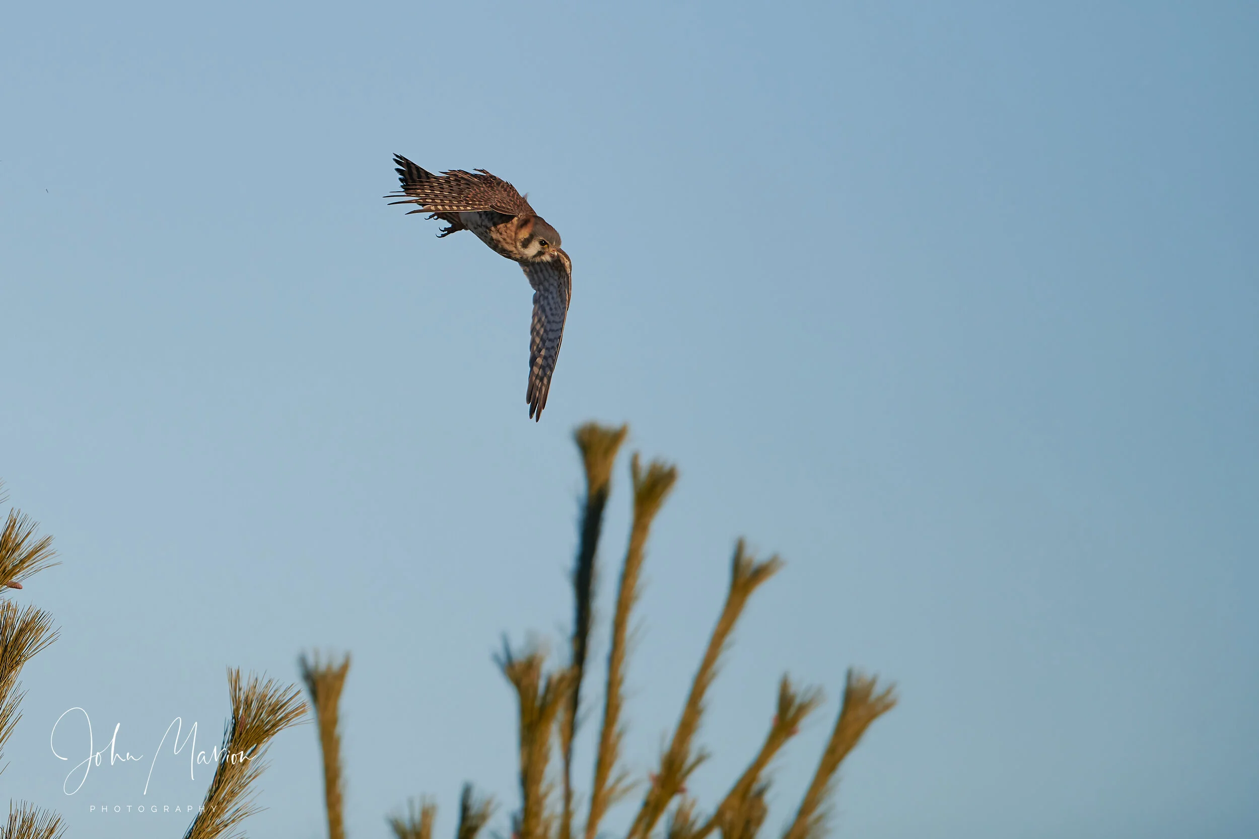 DSC_0731 1.jpg