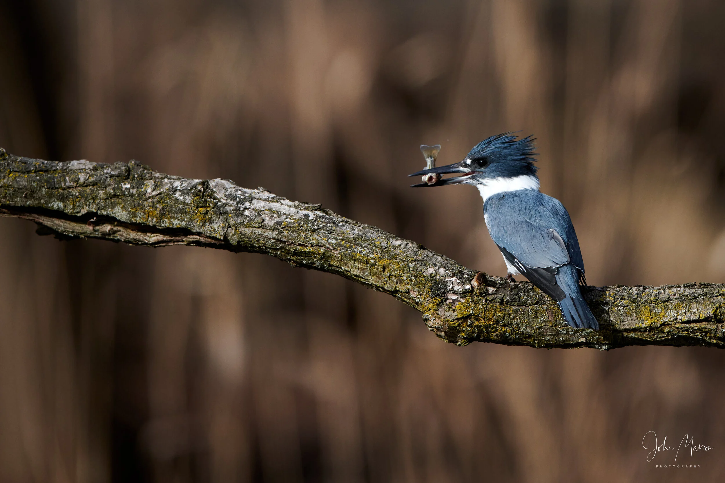 DSC_3384 1.jpg