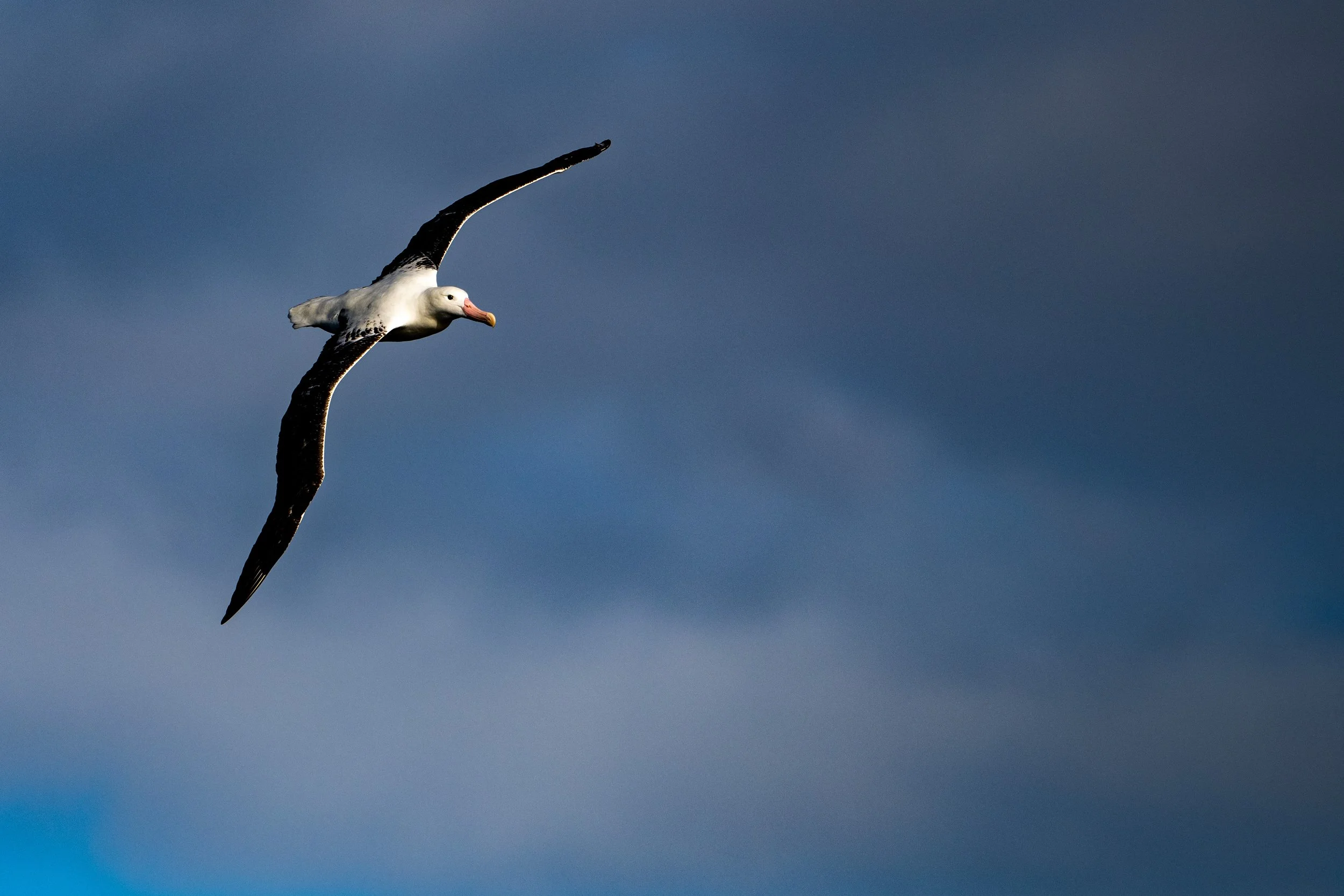 Wandering Albatross