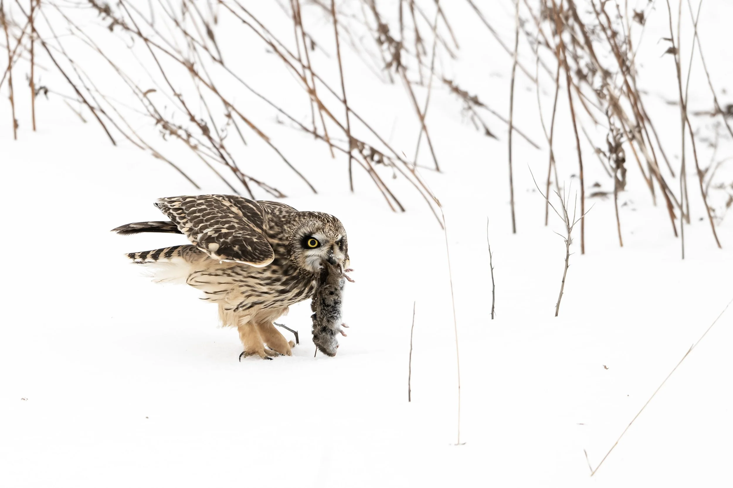 Unfortunately for the Voles (field mice) the Short Eared Owls are superb hunters. AKA as raptors. The word “raptor” is based on Latin words referring to seizing or plundering…They absolutely wear this badge with pride.