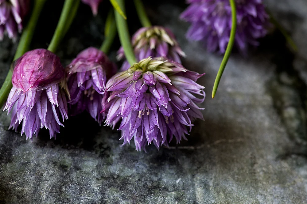 SpringFlowers03_1000.jpg
