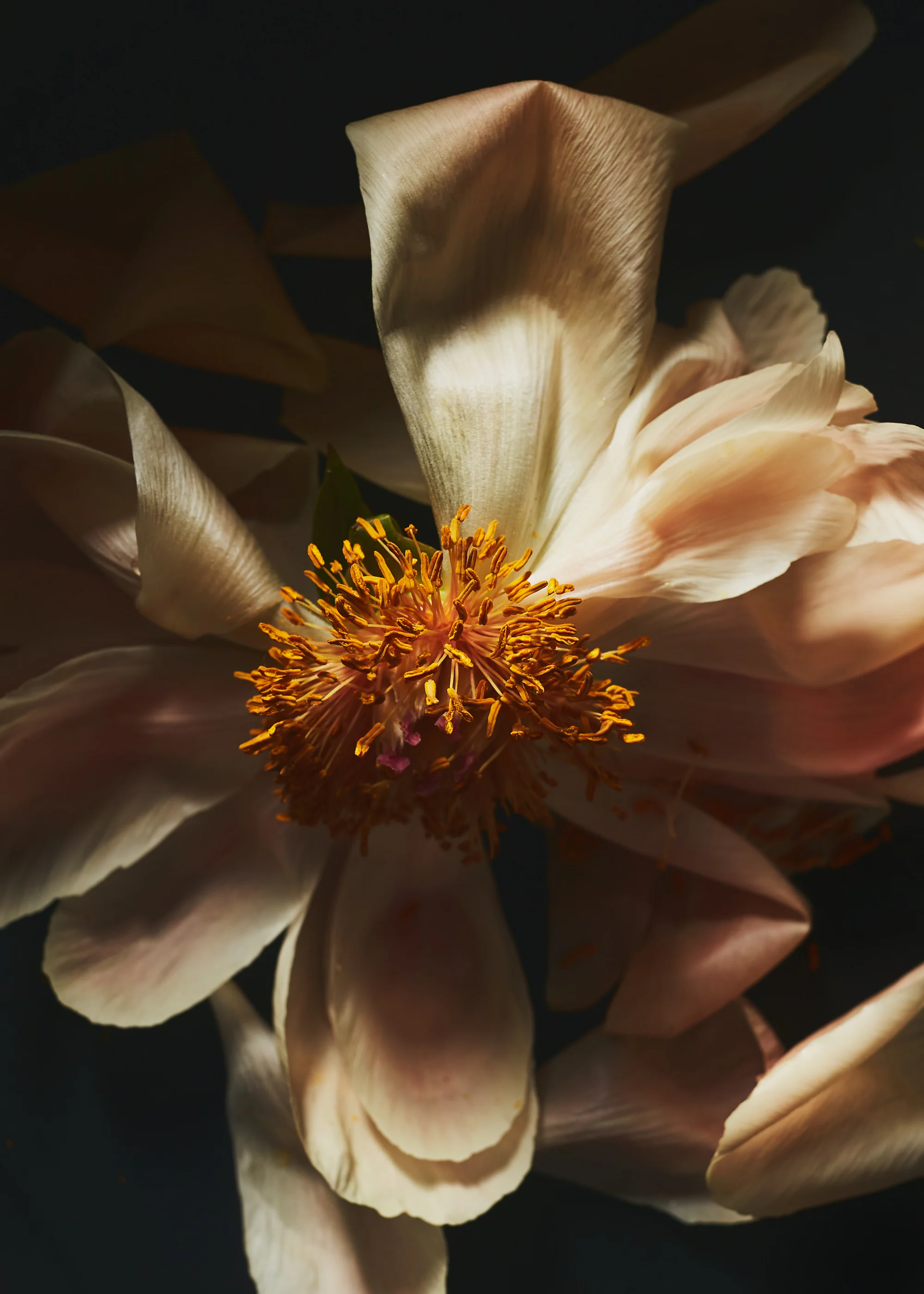 FLORAL STUDIES/ JENNY HUANG. NYC BASED PHOTOGRAPHER