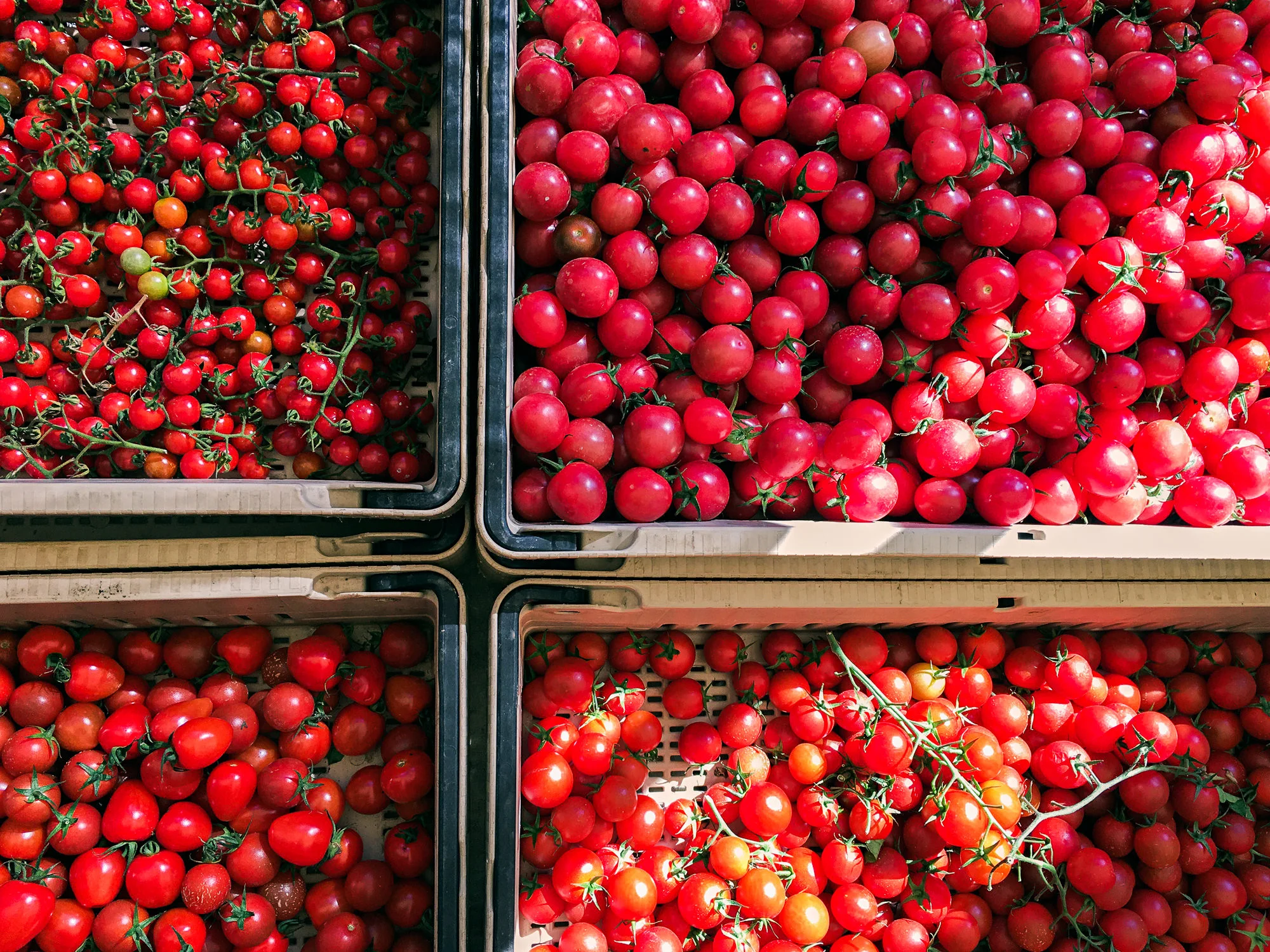 Tomatoes2000px_01.jpg
