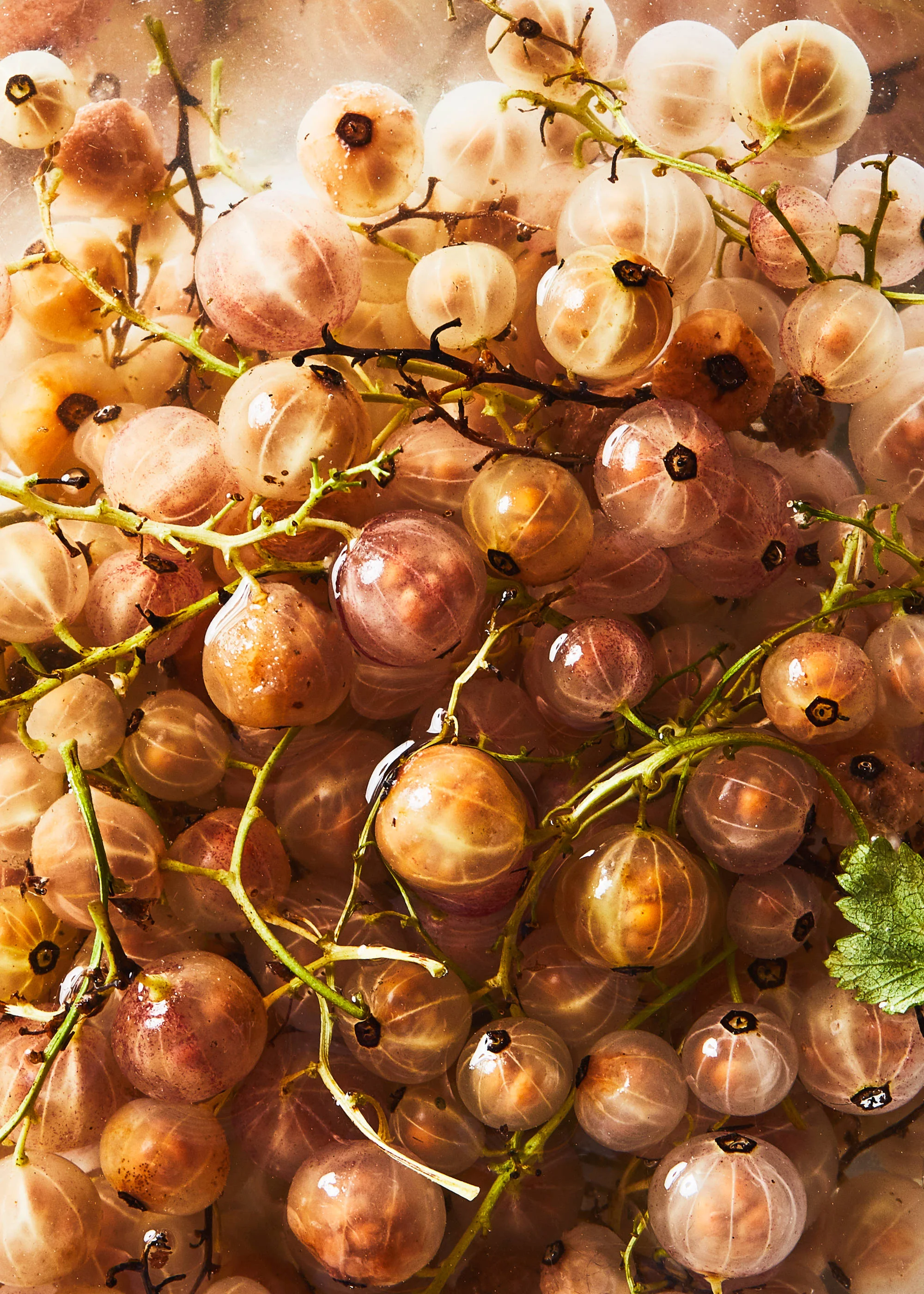 Currants01.jpg