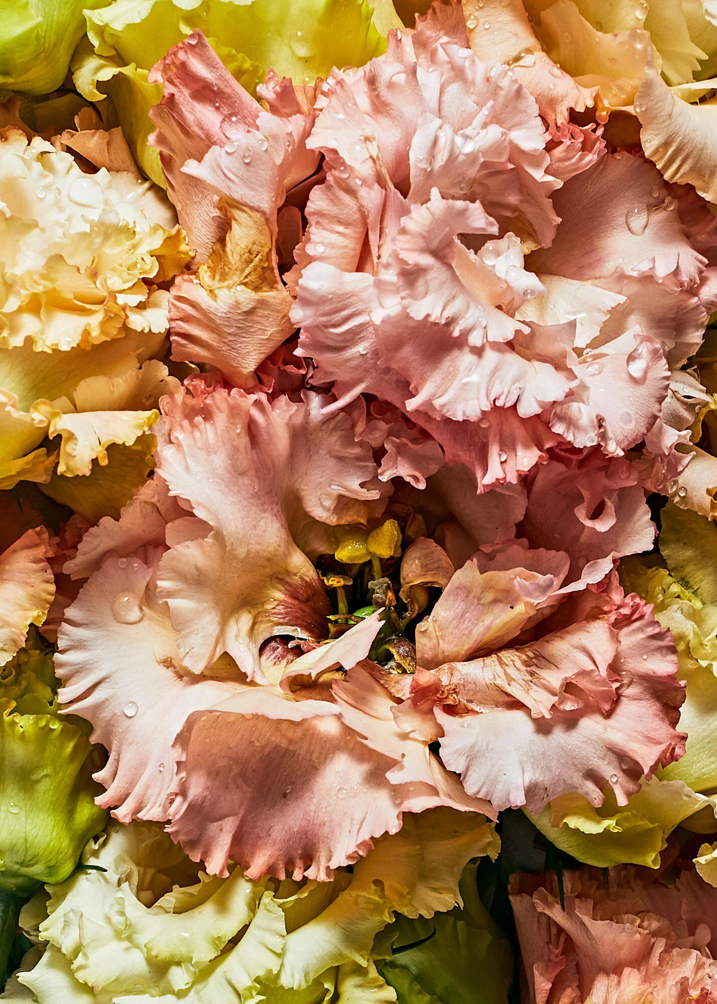 Flora02.jpg
