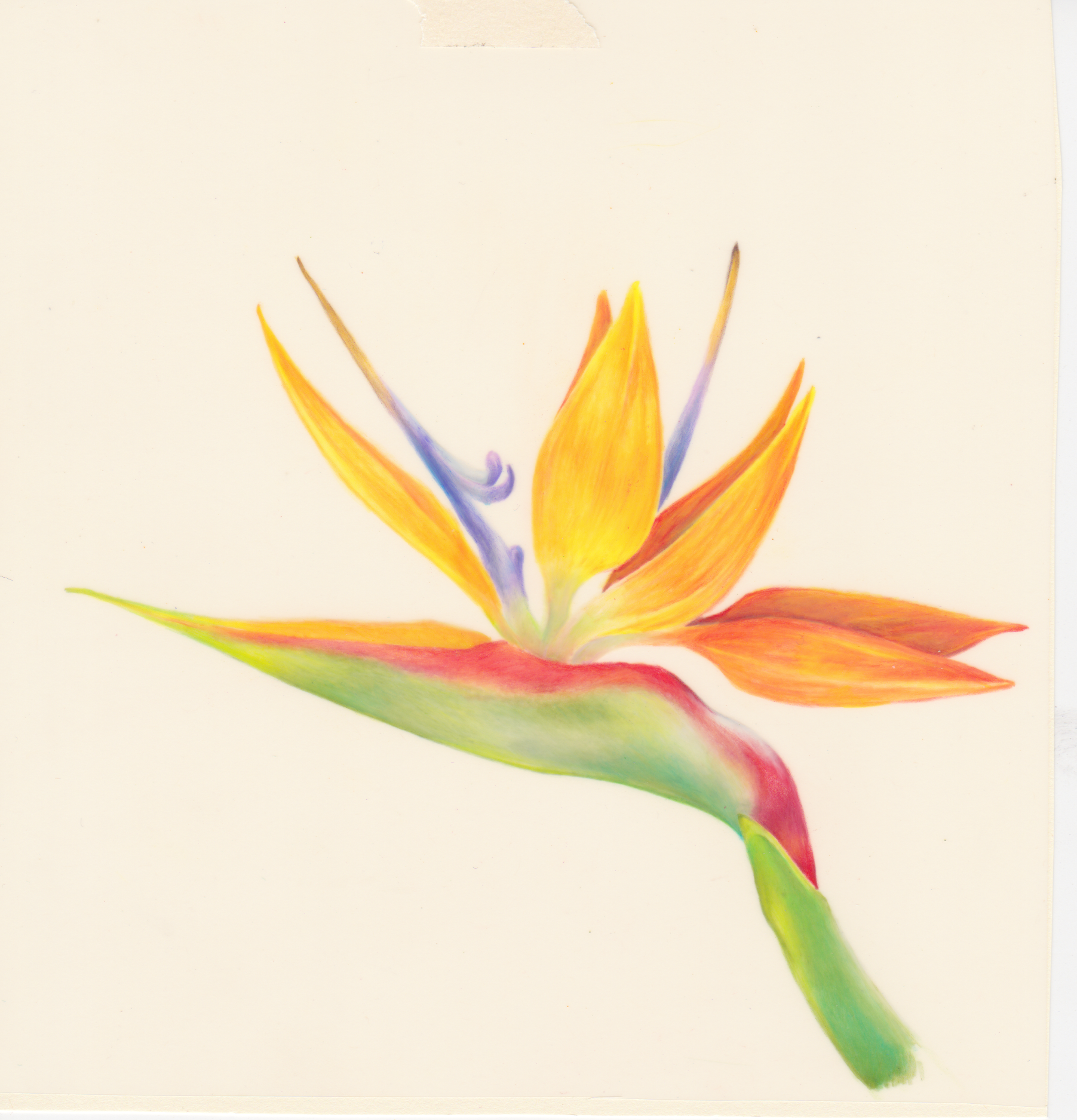 Bird of Paradise
