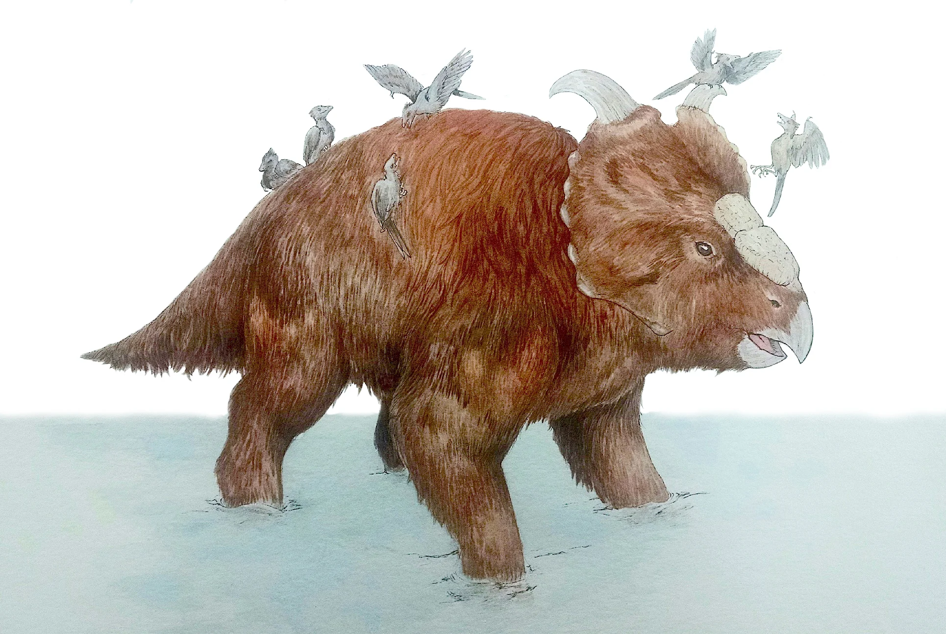 Pachyrhinosaurus