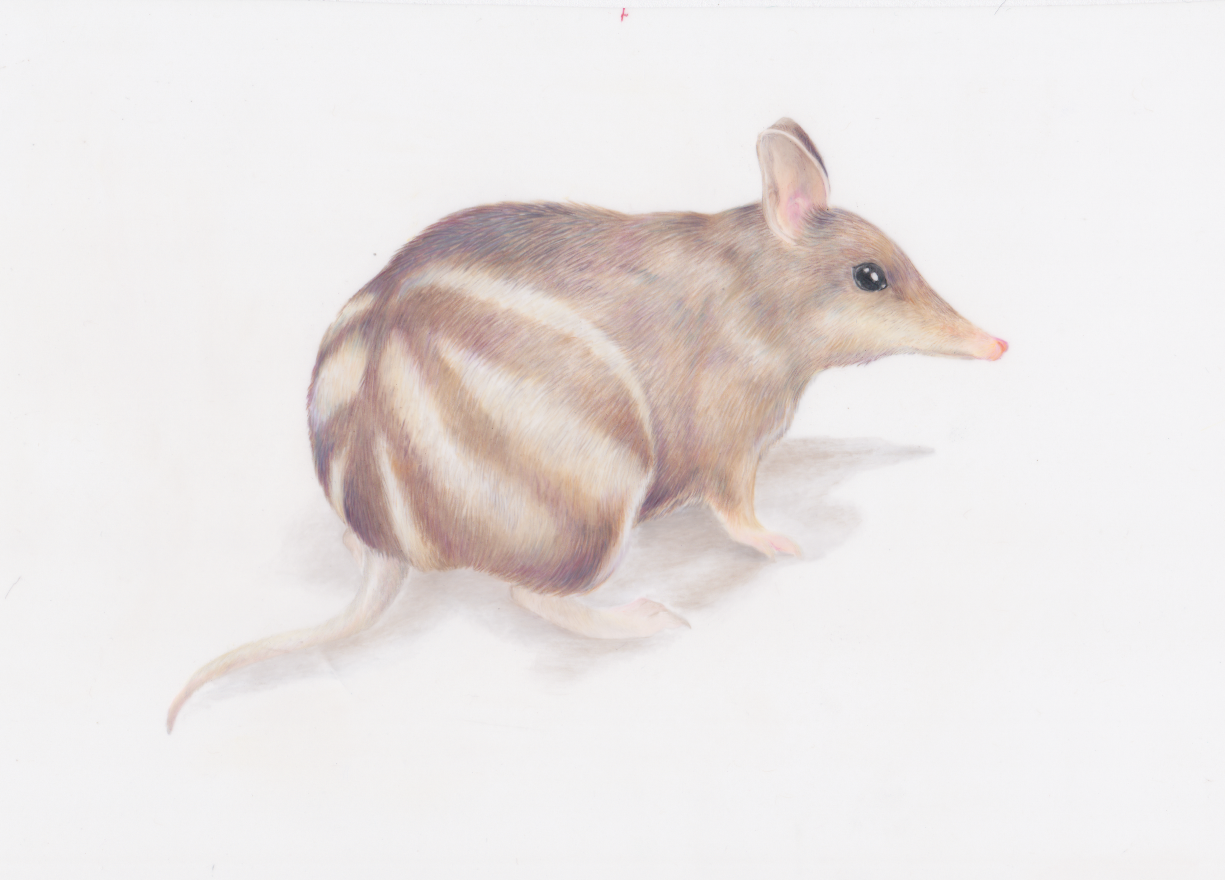 Eastern Barred Bandicoot