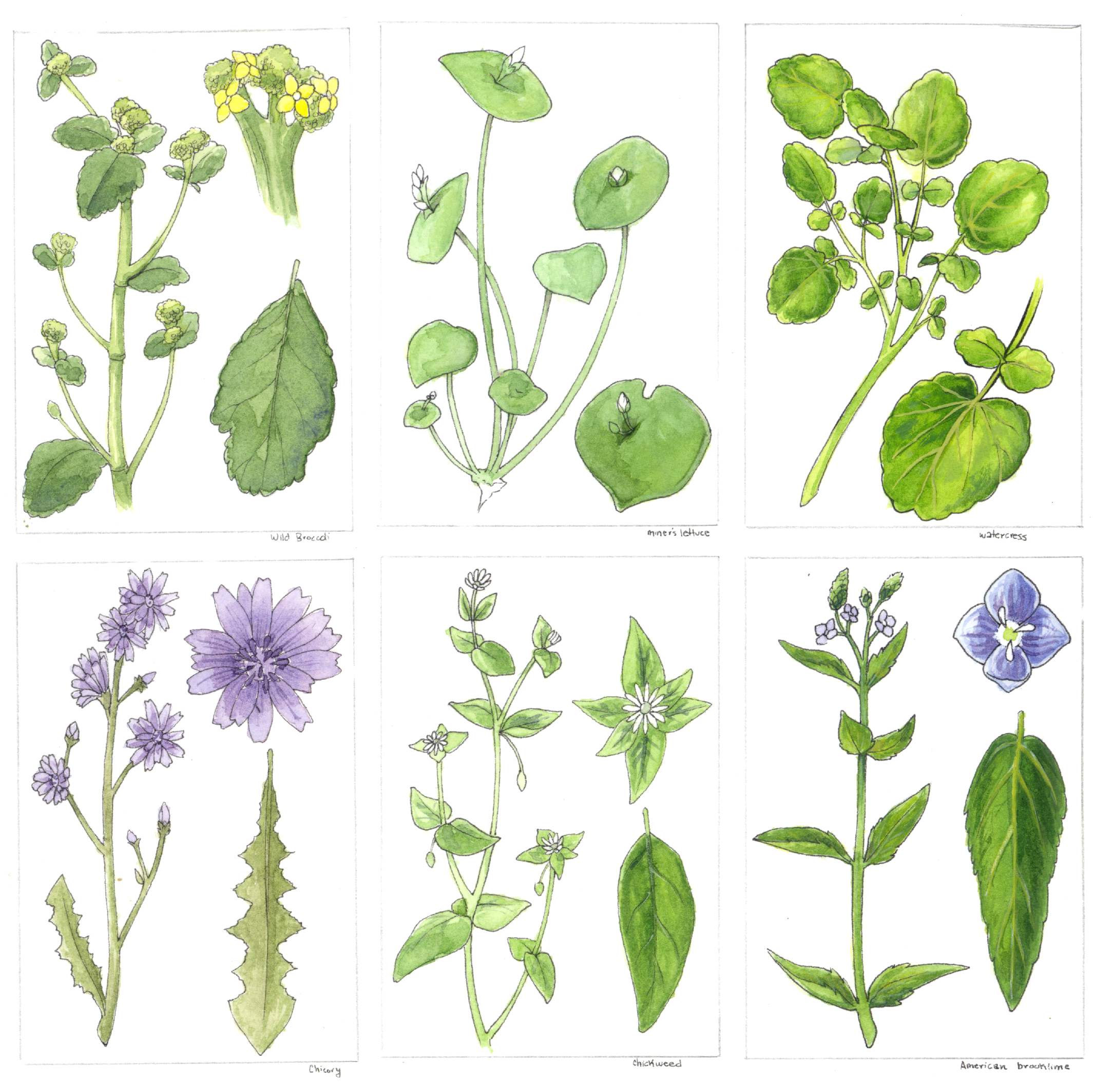 Edible Plants