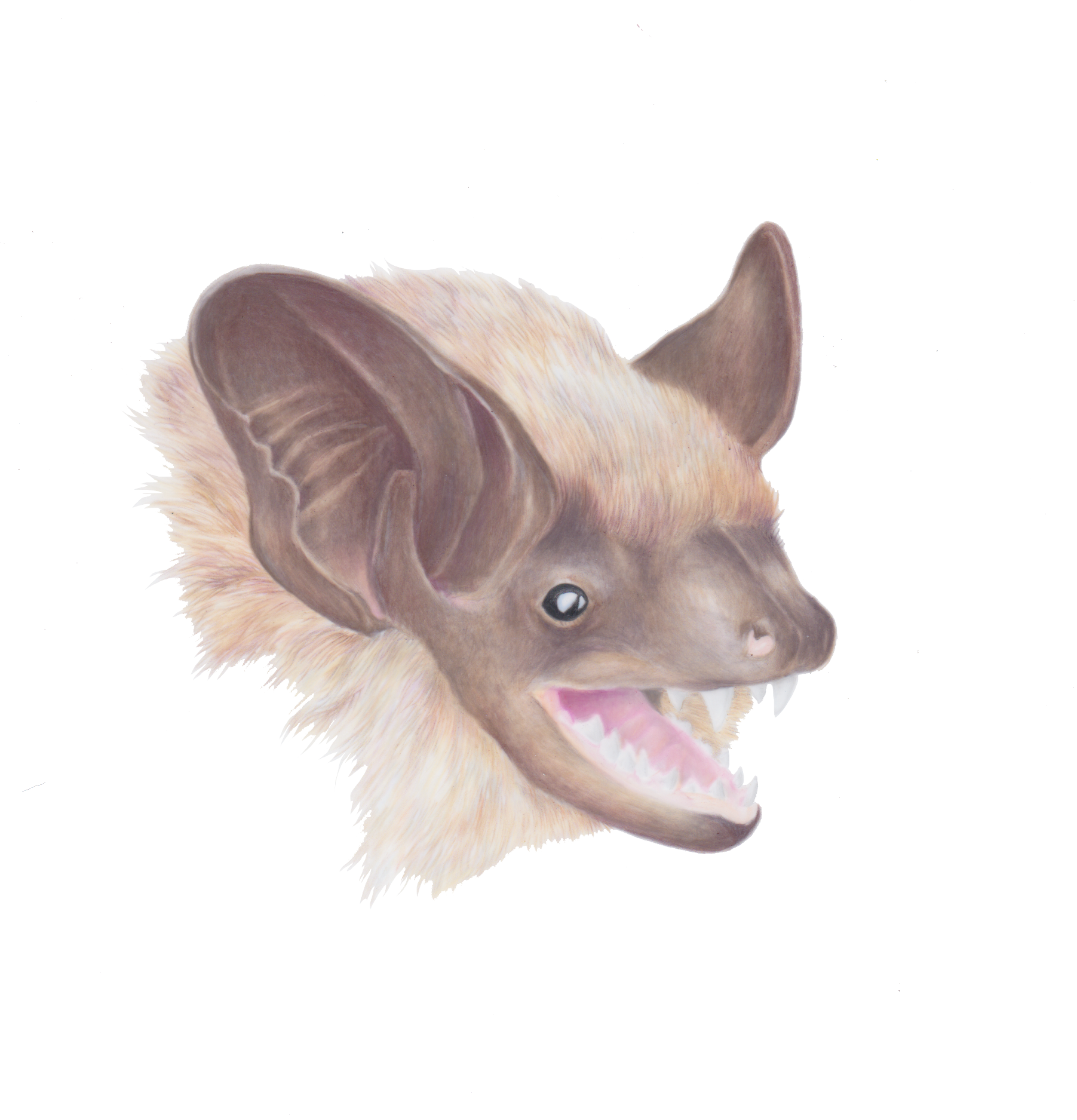Little Brown Bat