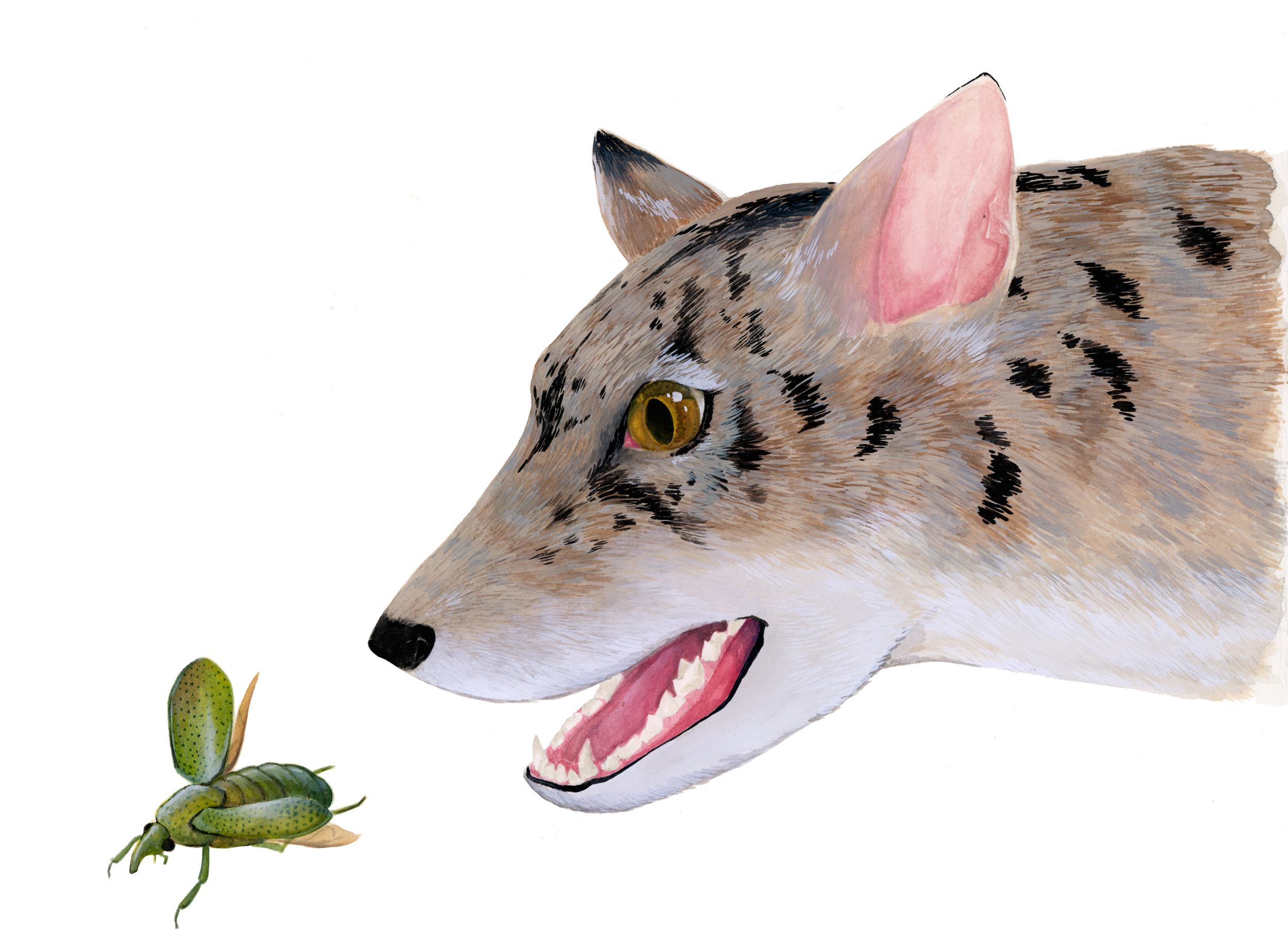Eocene Beardog