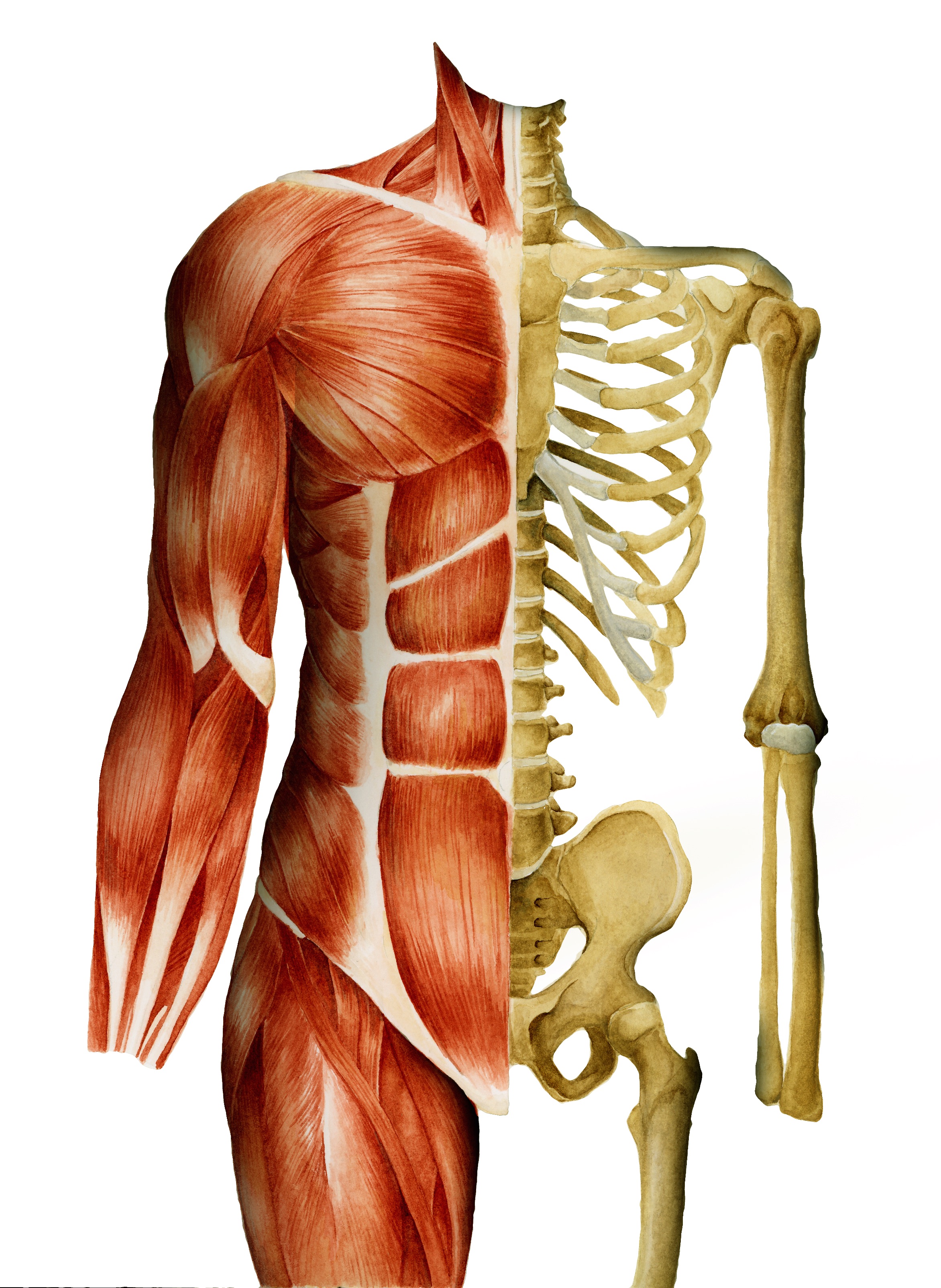 Muscle and Skeleton Structure