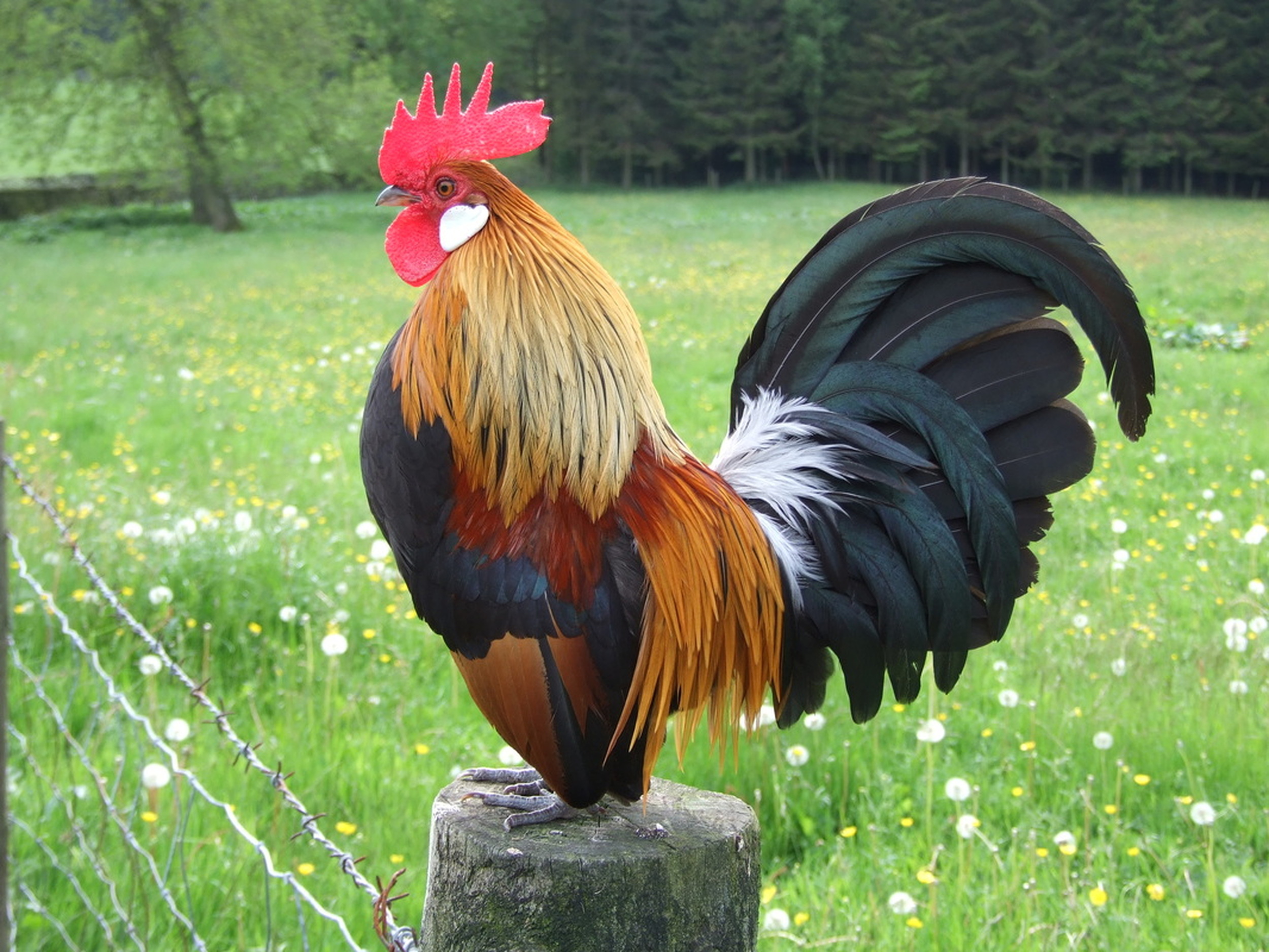 Bantam rooster-bantams are a small breed of poultry of which the males are known for being particularly aggressive.