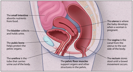 pelvichealthcare.com.gif