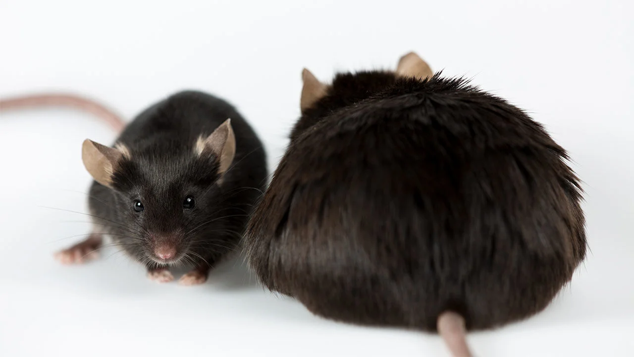 Photo credit: Science Magazine