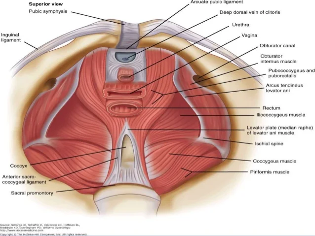 pelvic-floor-10-638.jpg