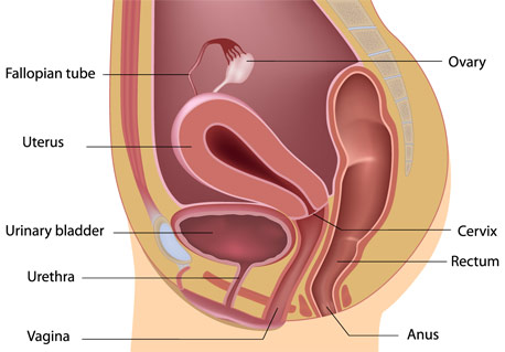 Prolapse can occur of the urethra, bladder, uterus and rectum. 