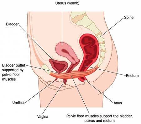 Pelvic-Pain.jpg